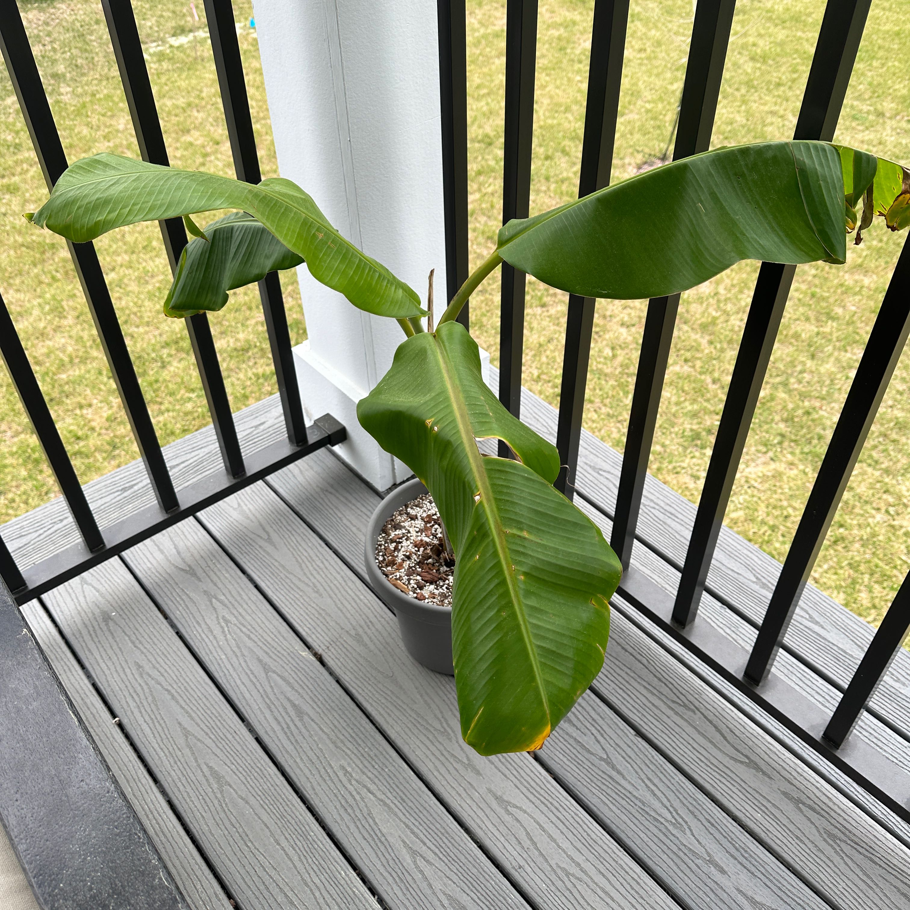 A potted Abyssinian Banana plant with large leaves on an outdoor deck.