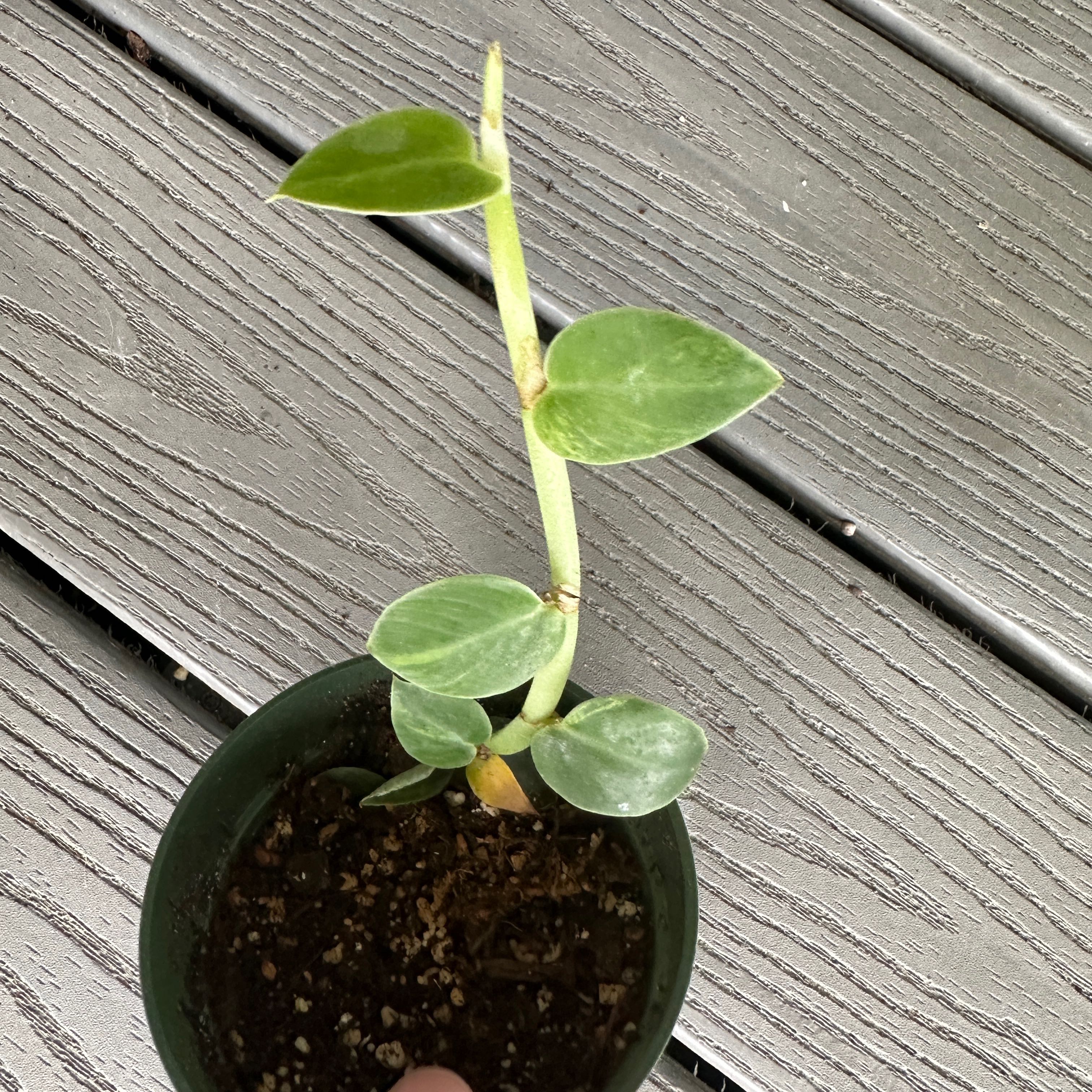 Young Rhaphidophora hayi plant in a pot with visible soil, healthy green leaves.