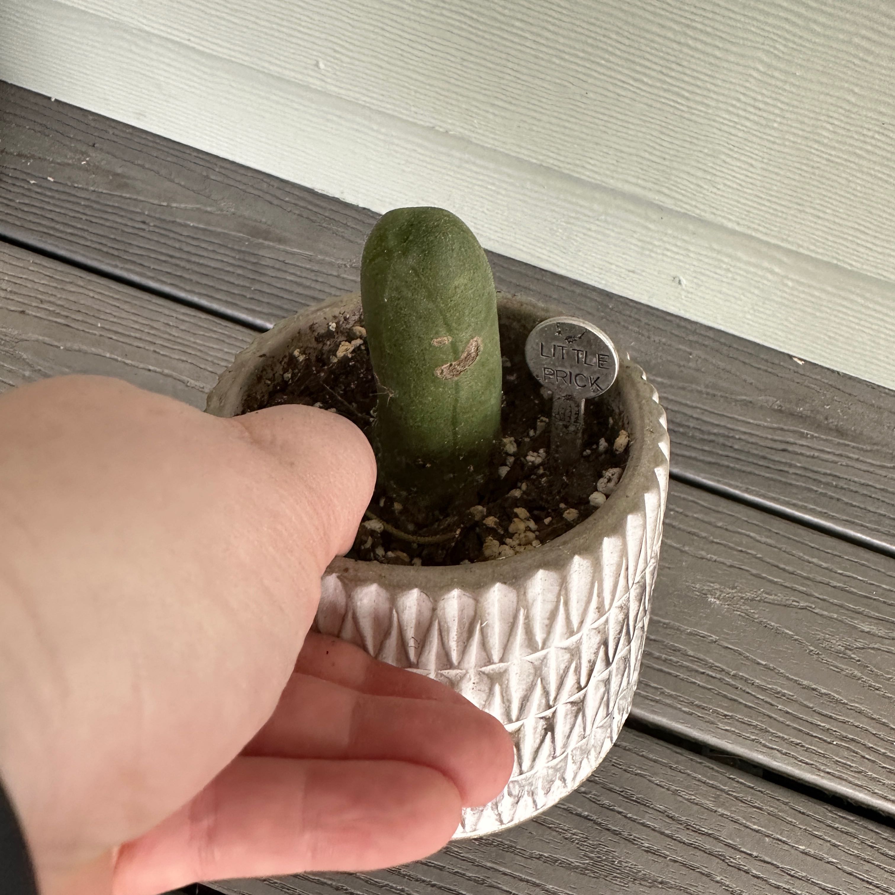 Photo of the plant species penis cactus by @JessDickie named Dax on Greg, the plant care app