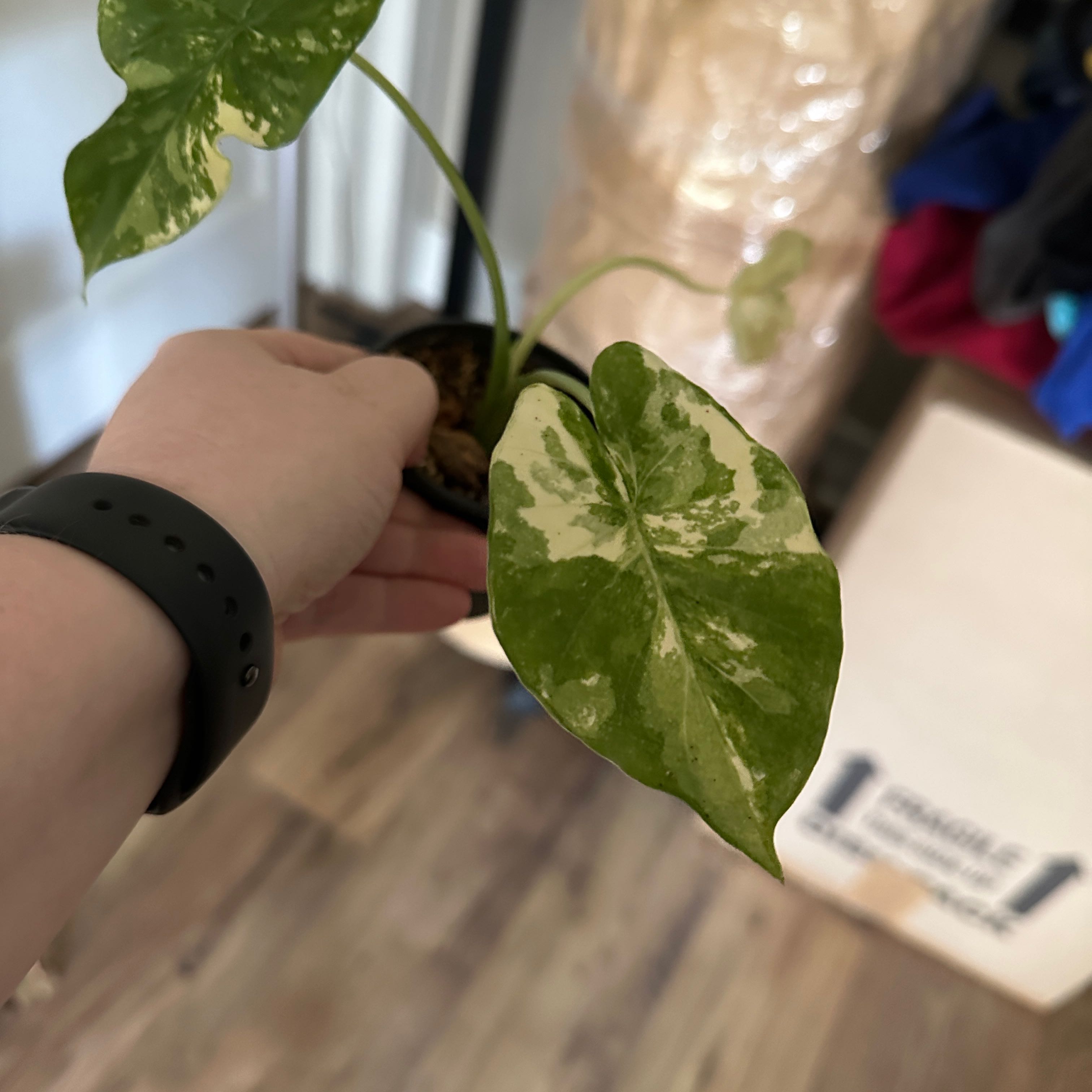 Variegated Alocasia plant with variegated leaves held by a hand.