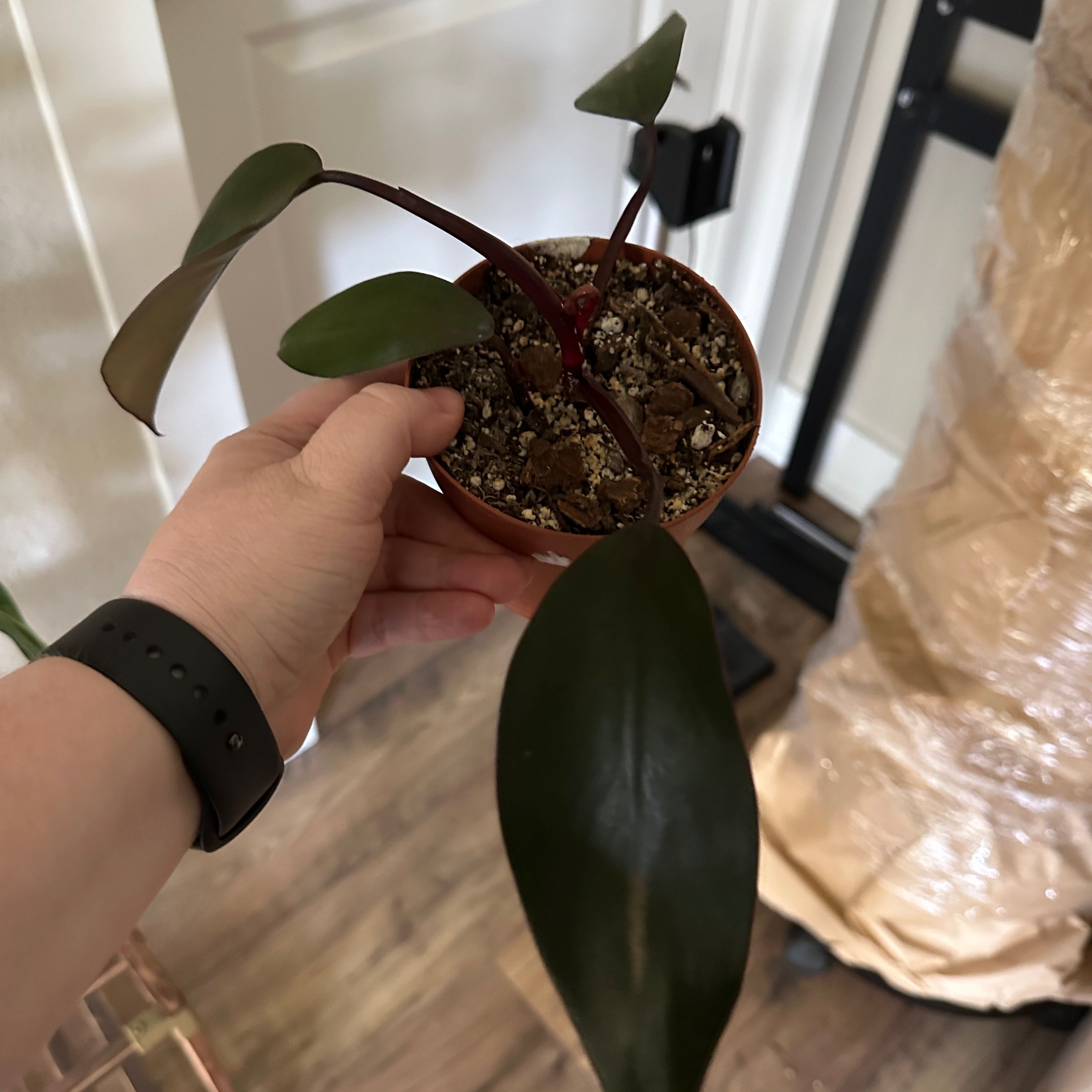 Philodendron Dark Lord plant held by a hand, with dark green leaves and visible soil.