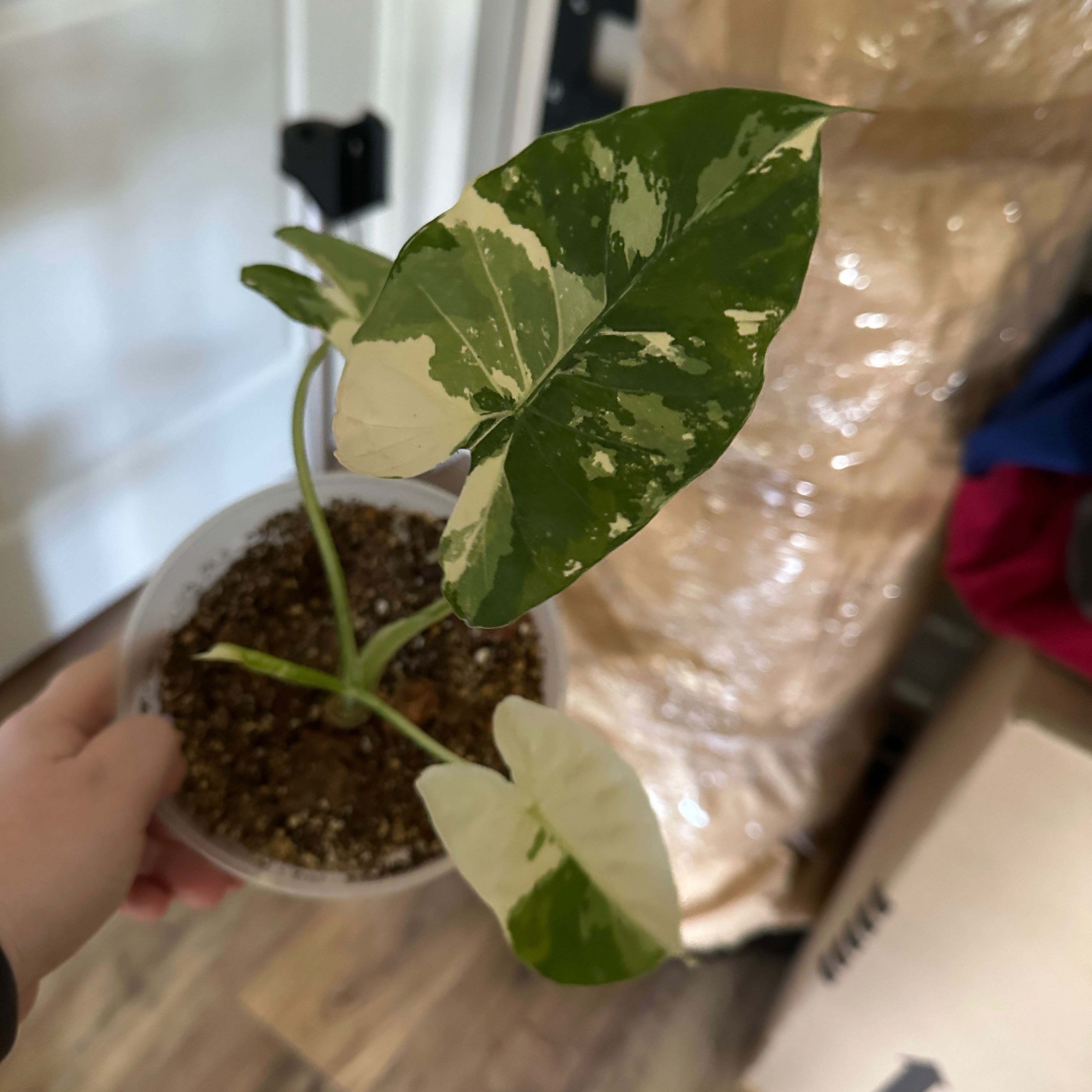 Variegated Alocasia plant in a small pot with variegated green and white leaves.