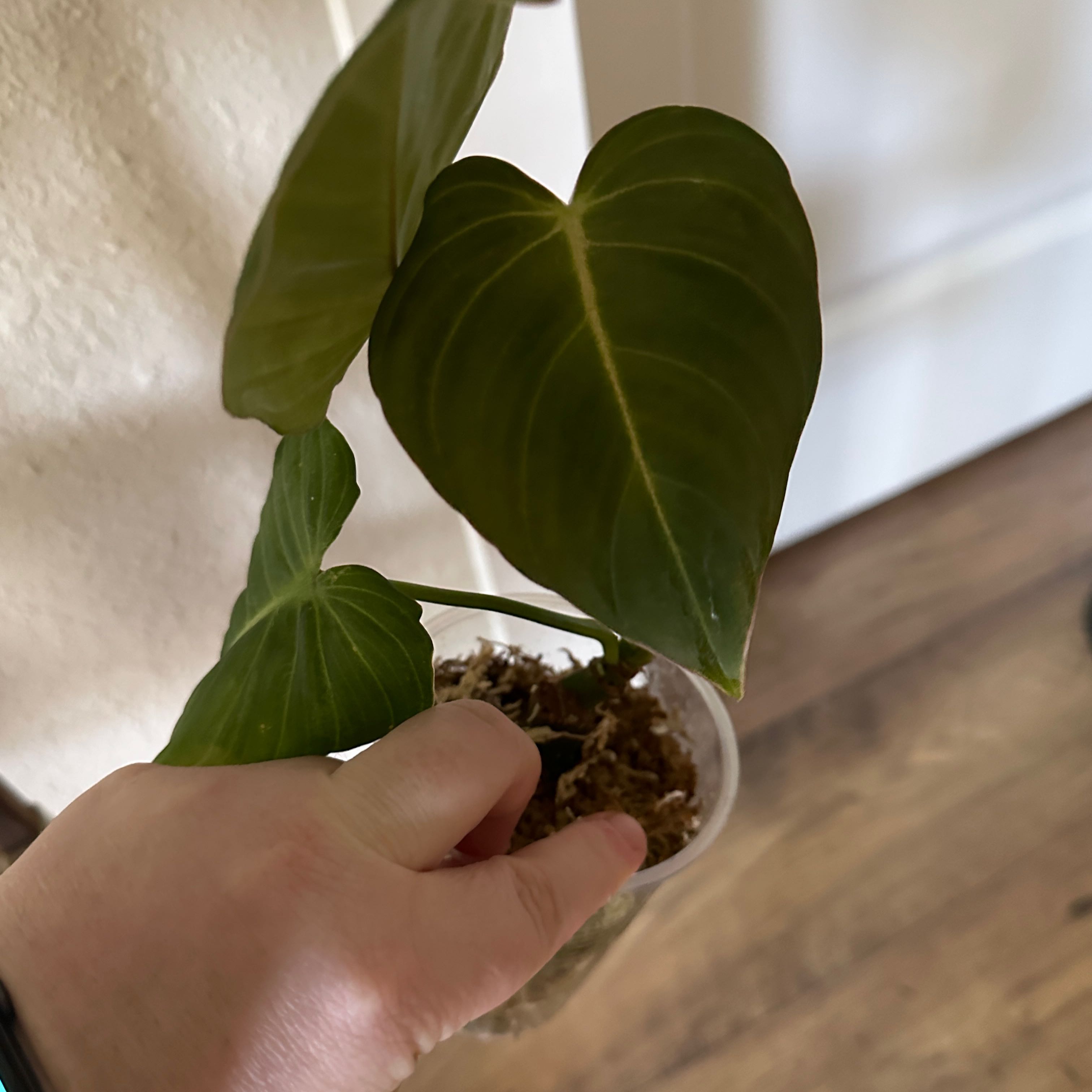 Philodendron 'Glorius' plant with healthy green leaves held by a hand.