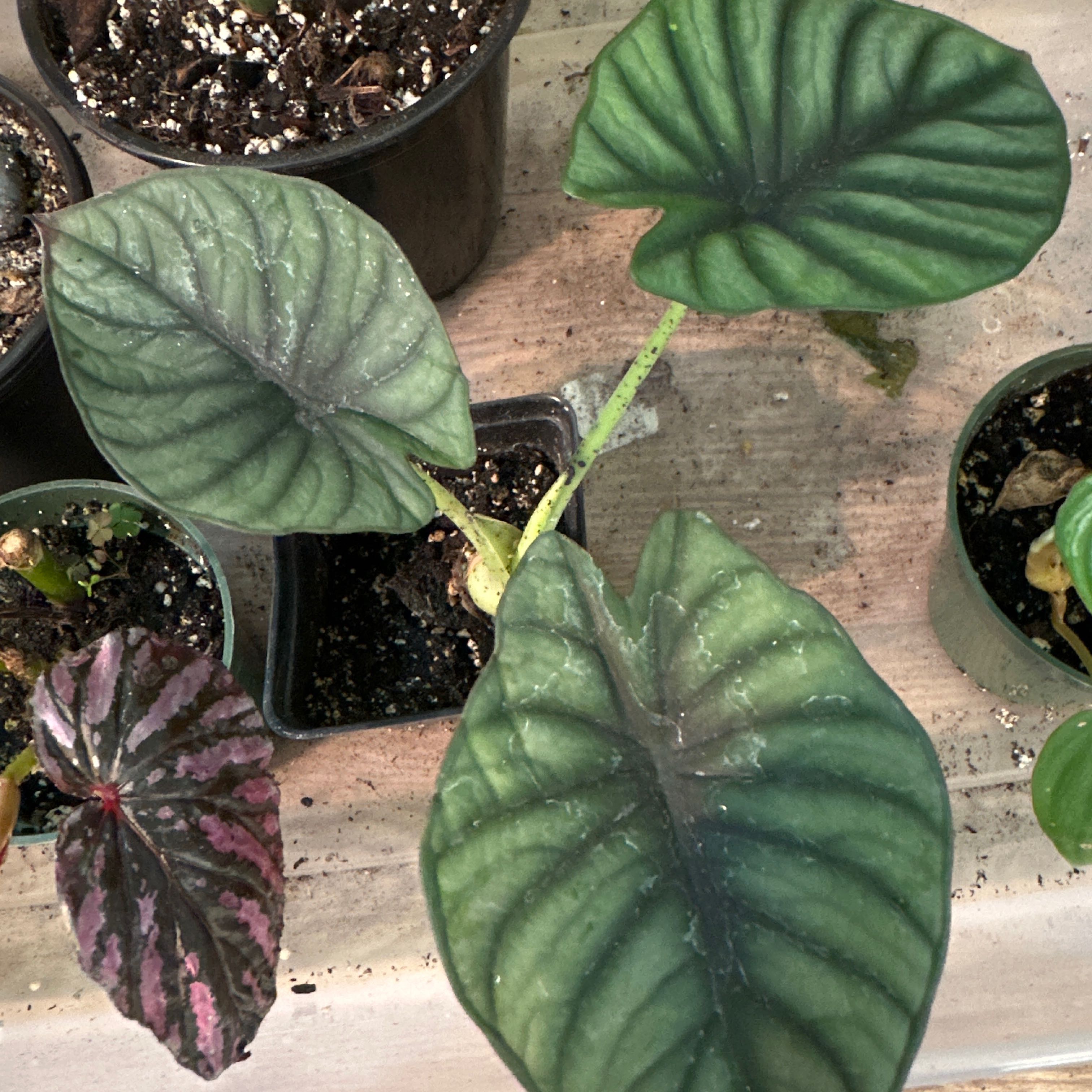 Alocasia nebula 'Imperialis' with large, dark green leaves and visible soil.