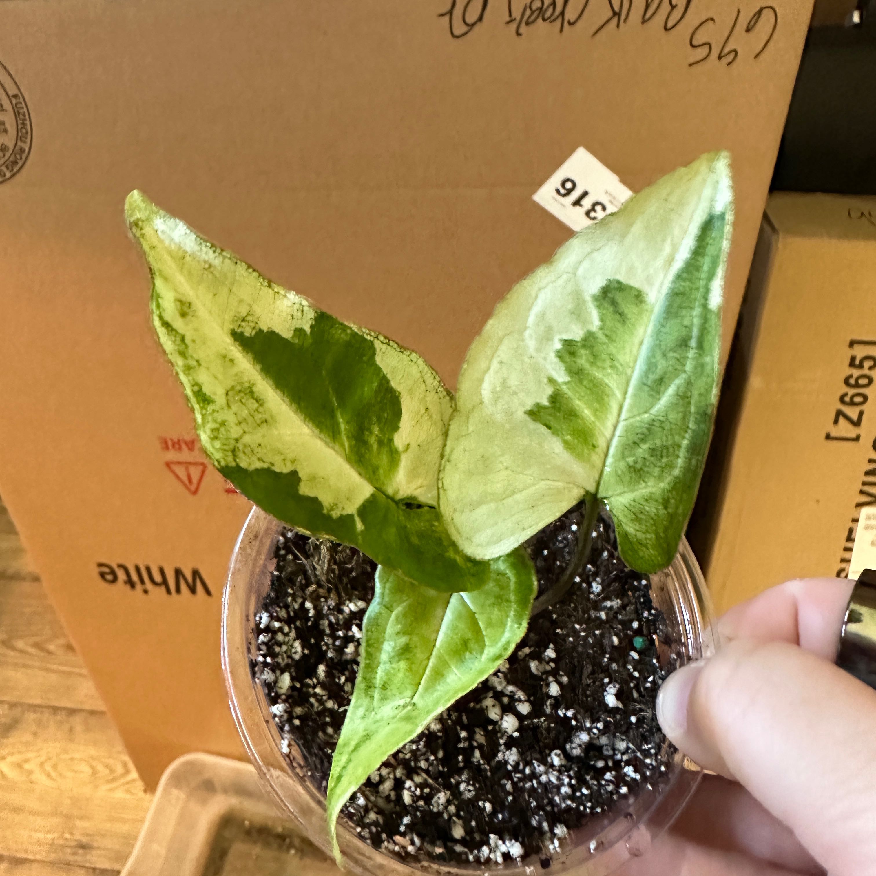 Three Kings Syngonium plant with three leaves showing yellowing and browning, held by a hand.