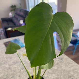 Monstera plant in St. Augustine, Florida