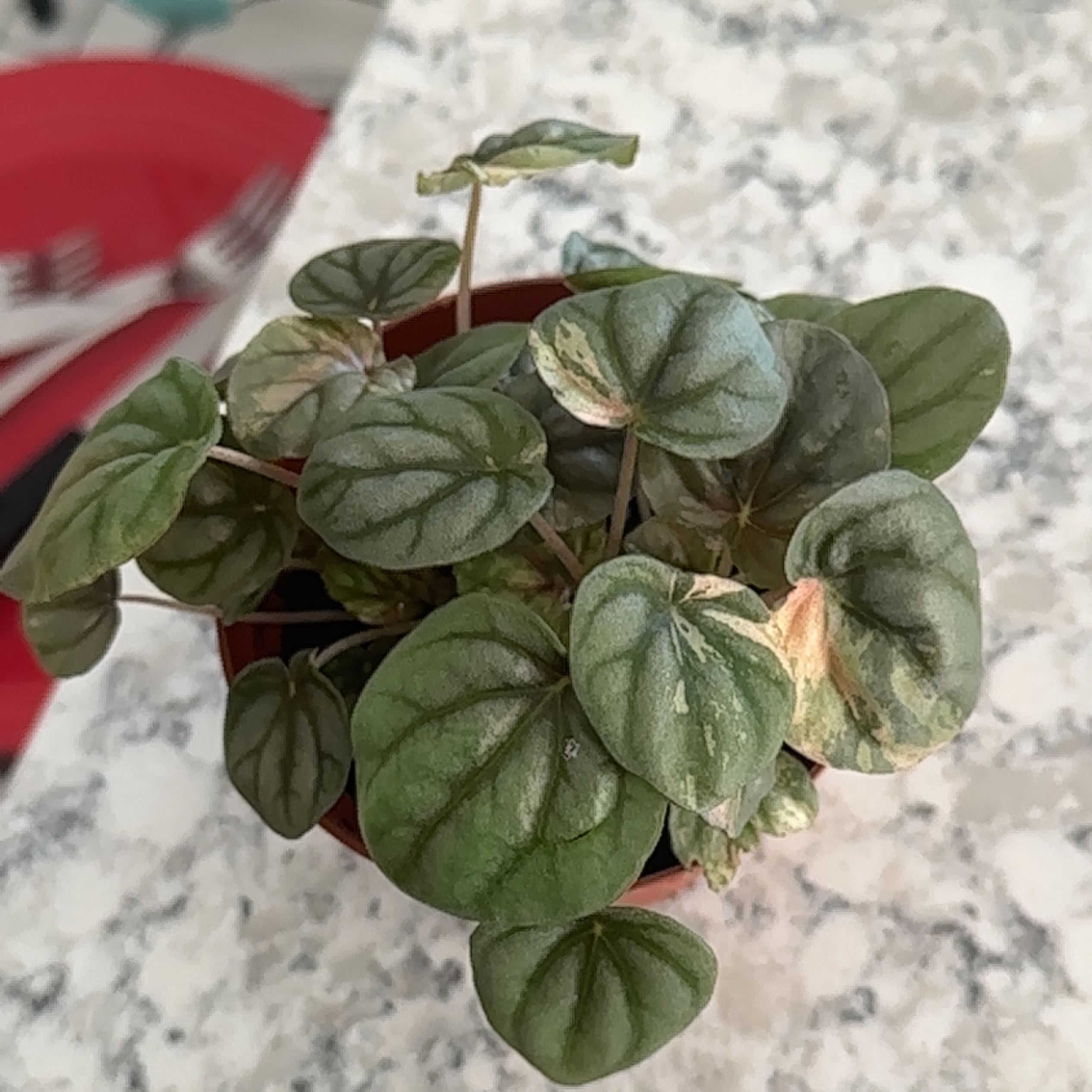 Peperomia Pink Lady plant in a small pot with some leaf discoloration.