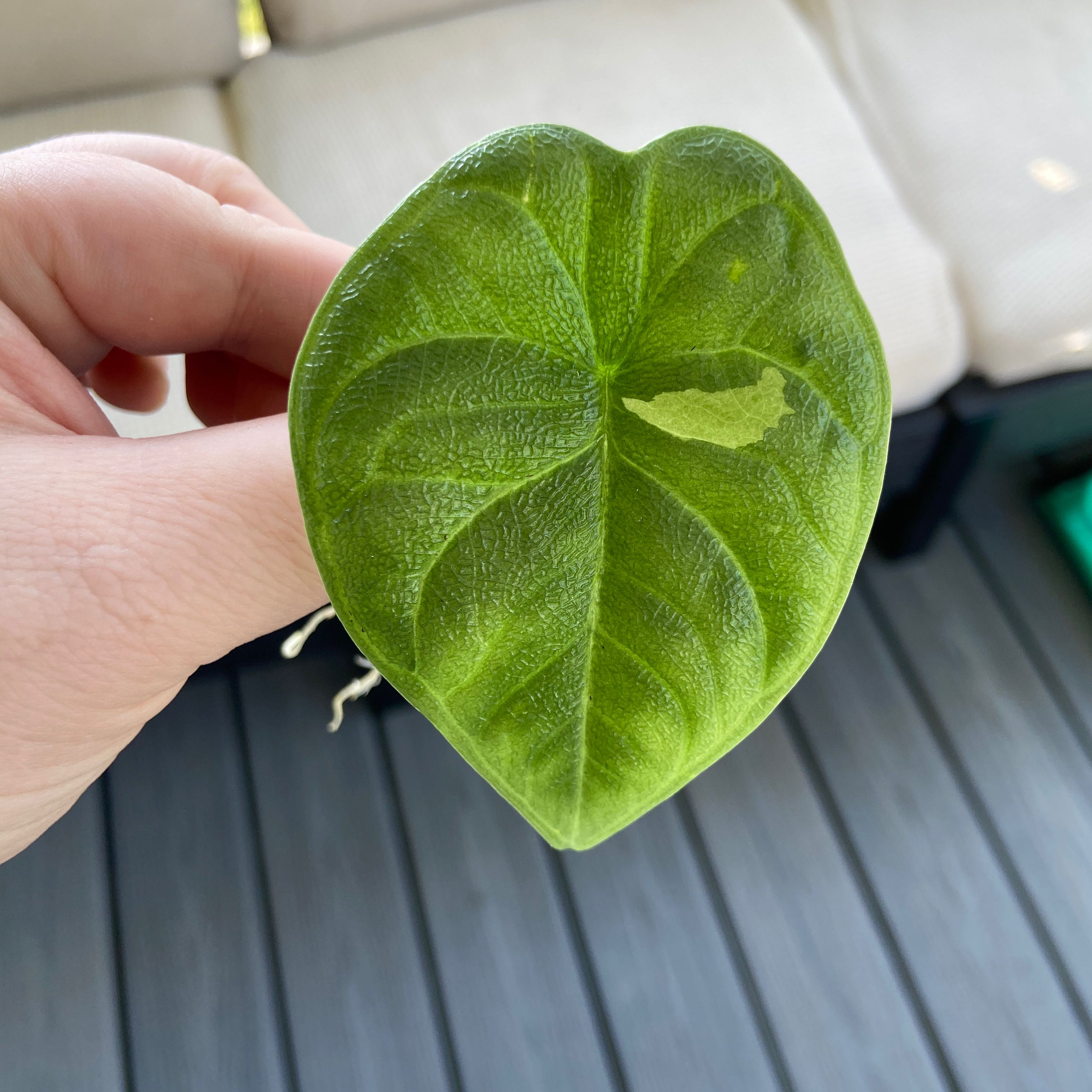 Close-up of an Alocasia 'Rugosa' leaf held by a hand, with a small area of discoloration.