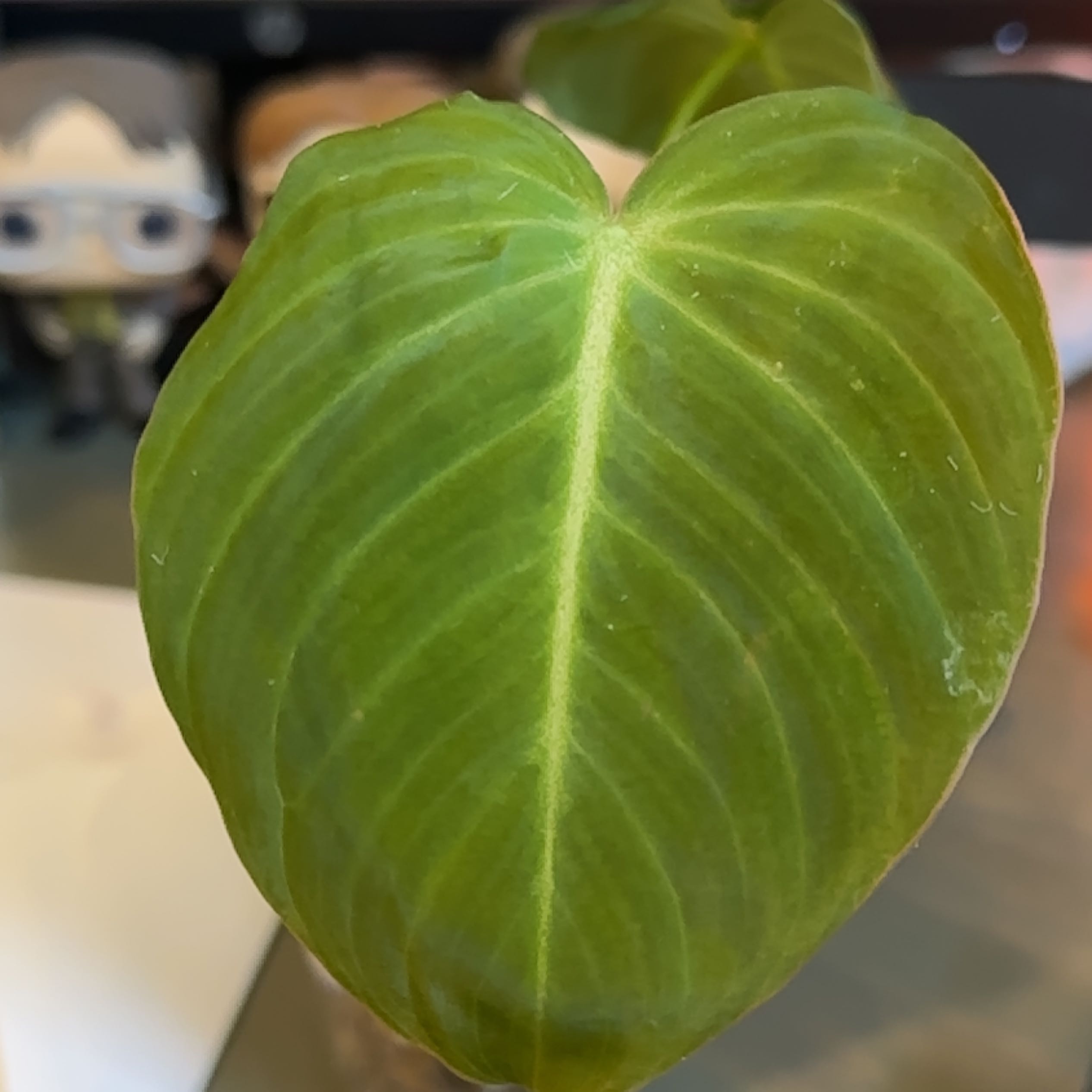 Close-up of a healthy Philodendron 'Glorius' leaf with no visible discoloration.