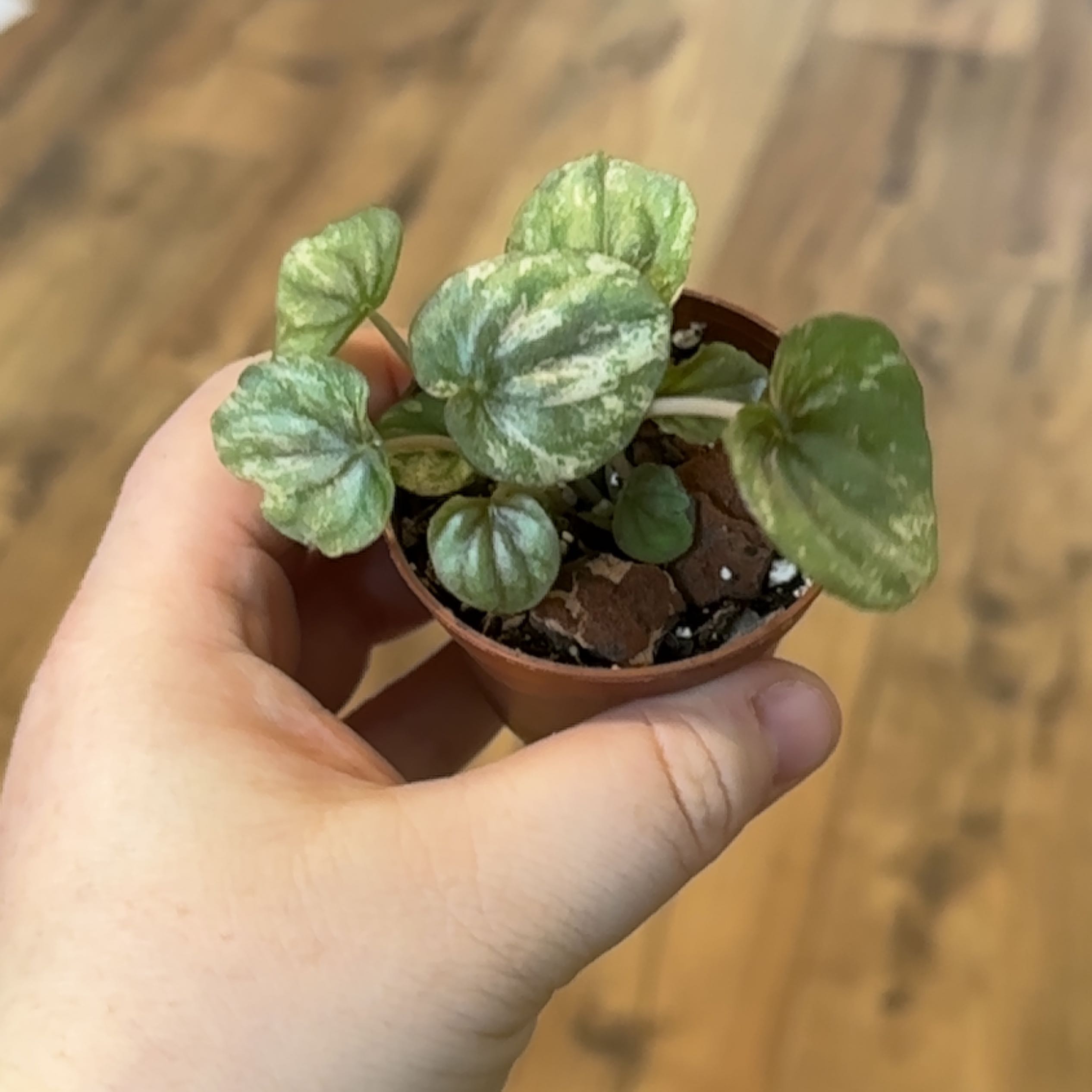 A healthy Peperomia Pink Lady plant with variegated leaves held by a hand.