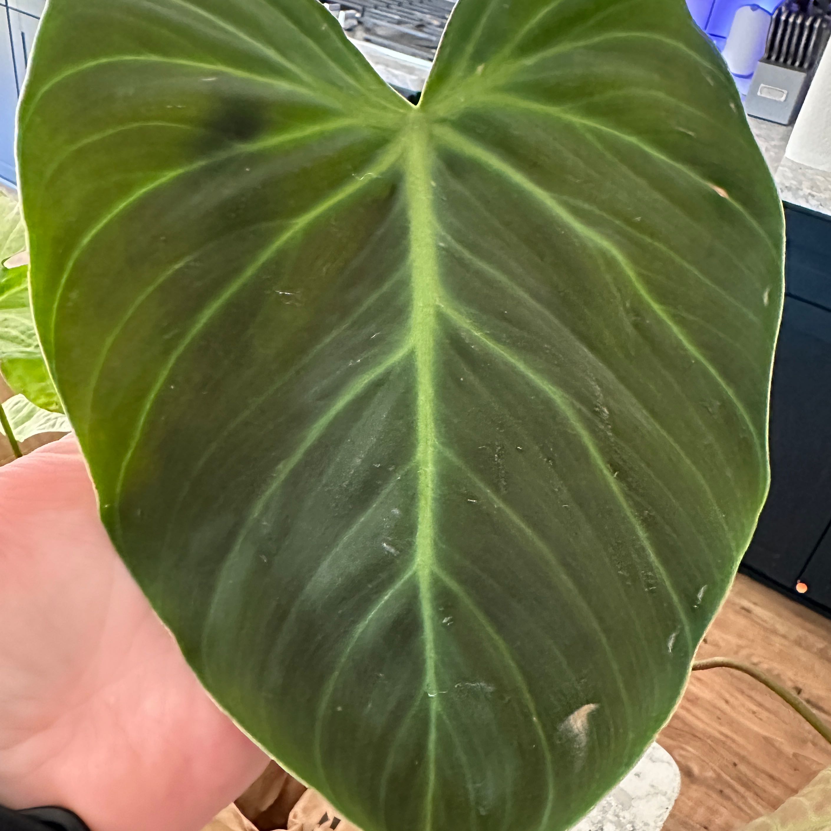 Close-up of a Philodendron El Choco Red leaf with a small black spot, held by a hand.