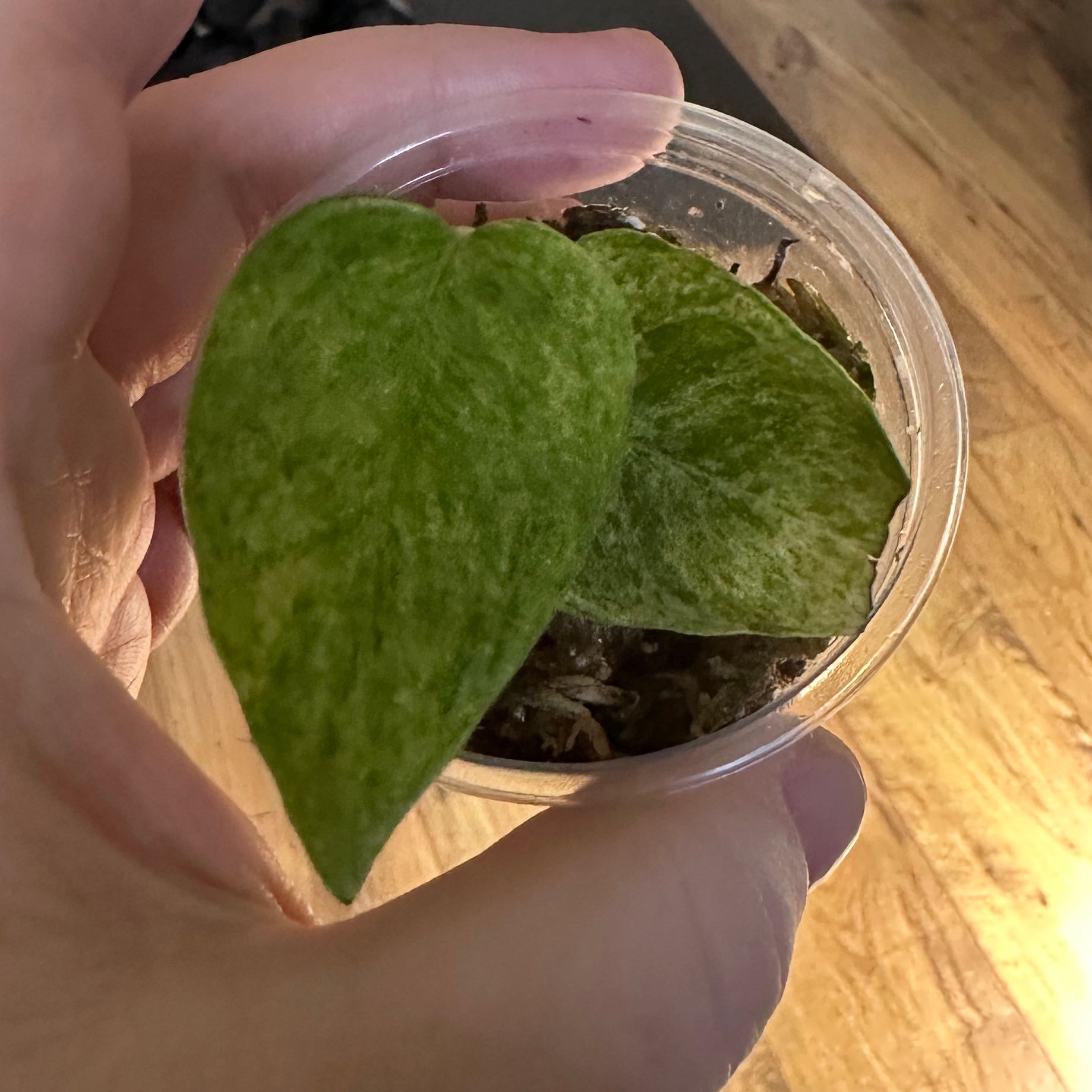 Marble Epipremnum Pinnatum plant with two healthy leaves held by a hand in a small container.