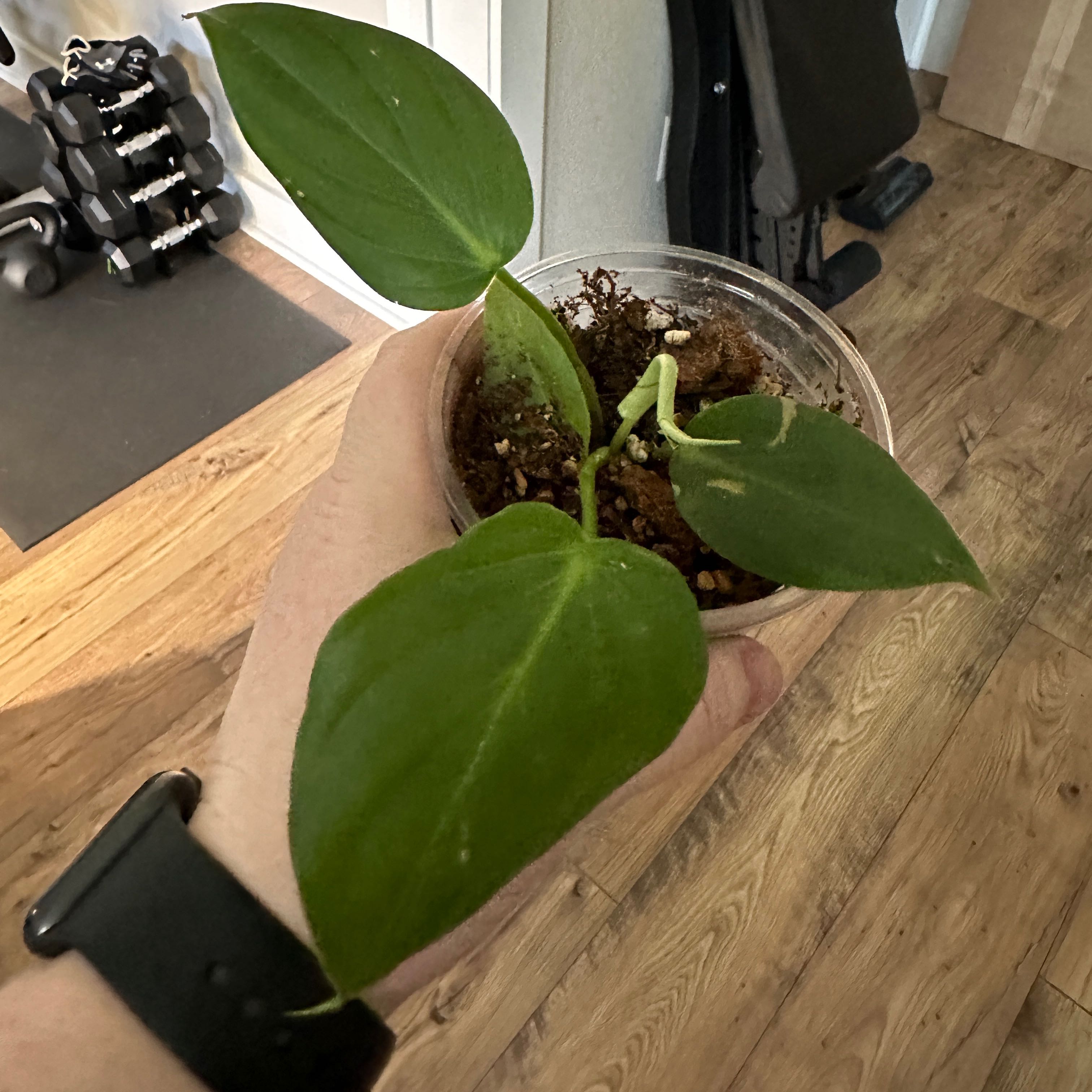 Philodendron 'McDowell' plant held in a hand, with green leaves and visible soil.
