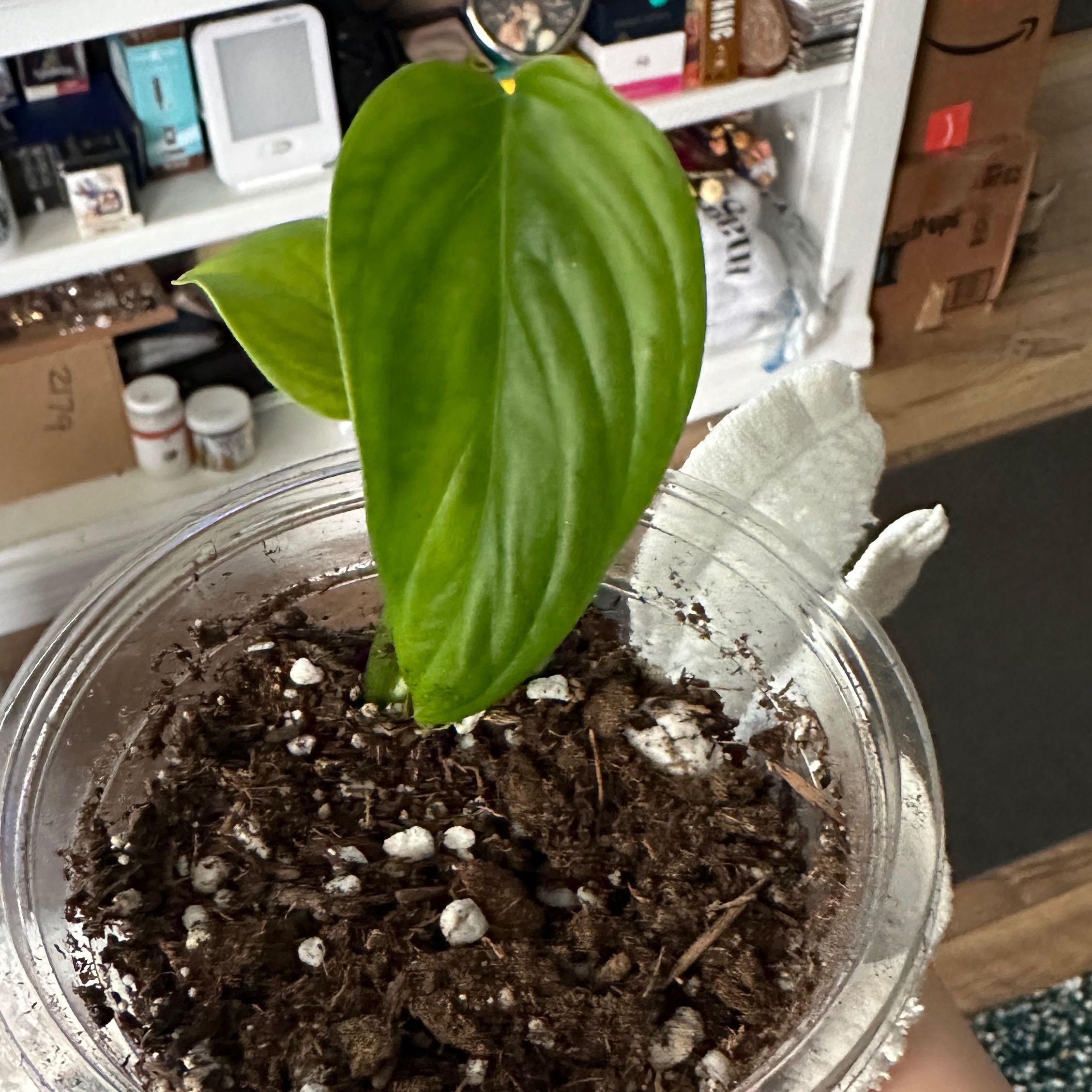 Young Monstera lechleriana plant in a clear plastic container with visible soil and two healthy green leaves.