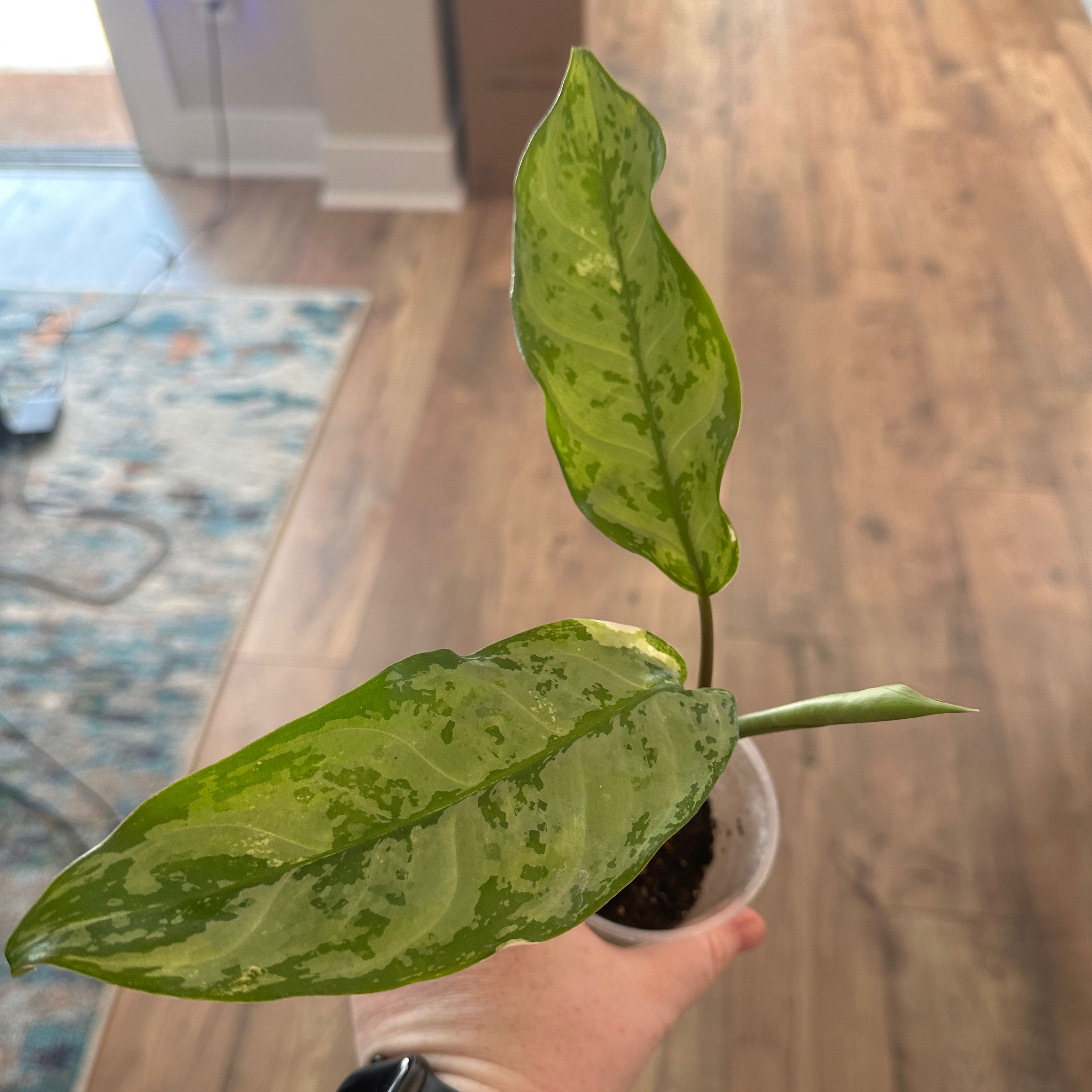 Photo of the plant species Aglaonema 'Manila Whirl' by @JessDickie named Daphne on Greg, the plant care app