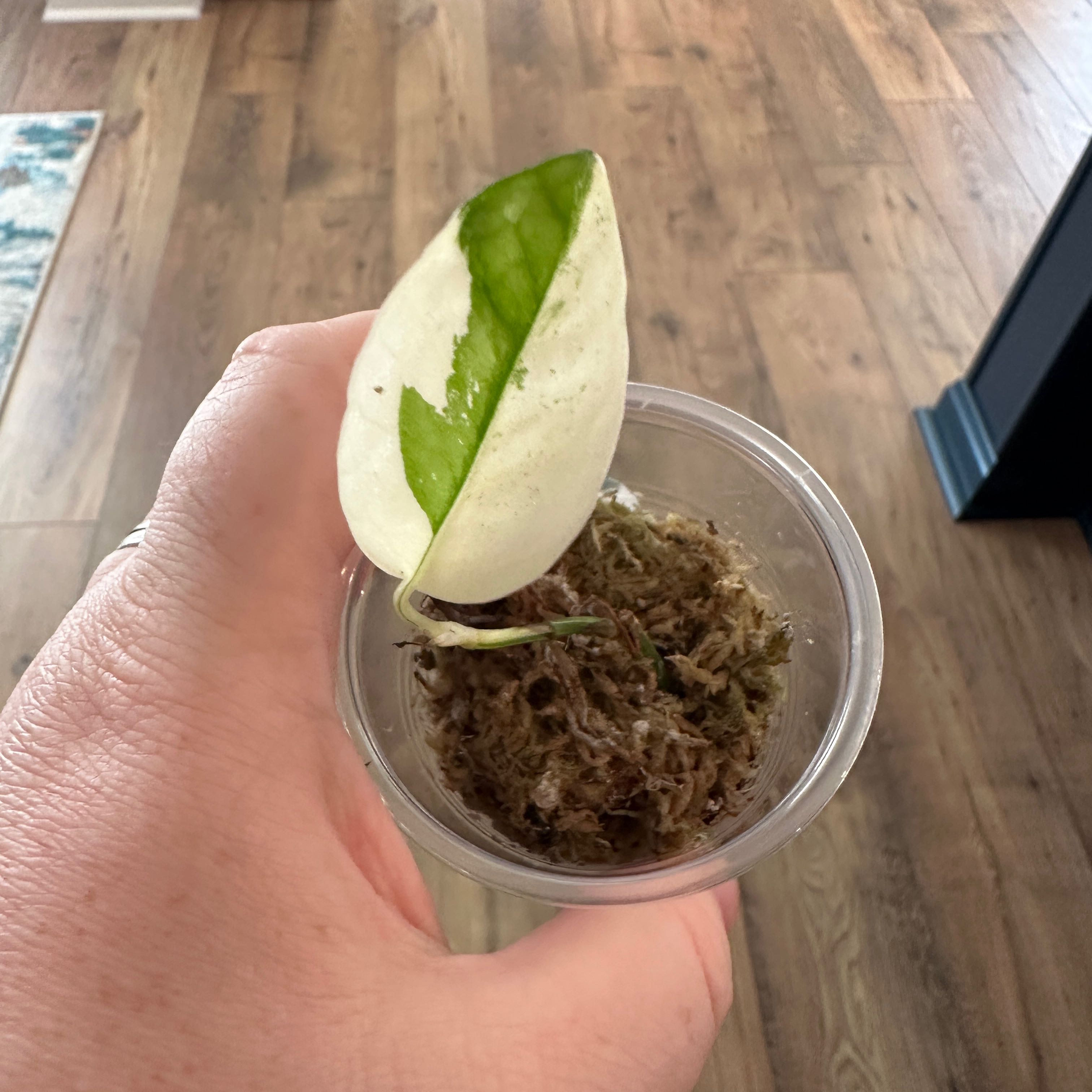 Marble Epipremnum Pinnatum plant with a variegated leaf in a small transparent container.