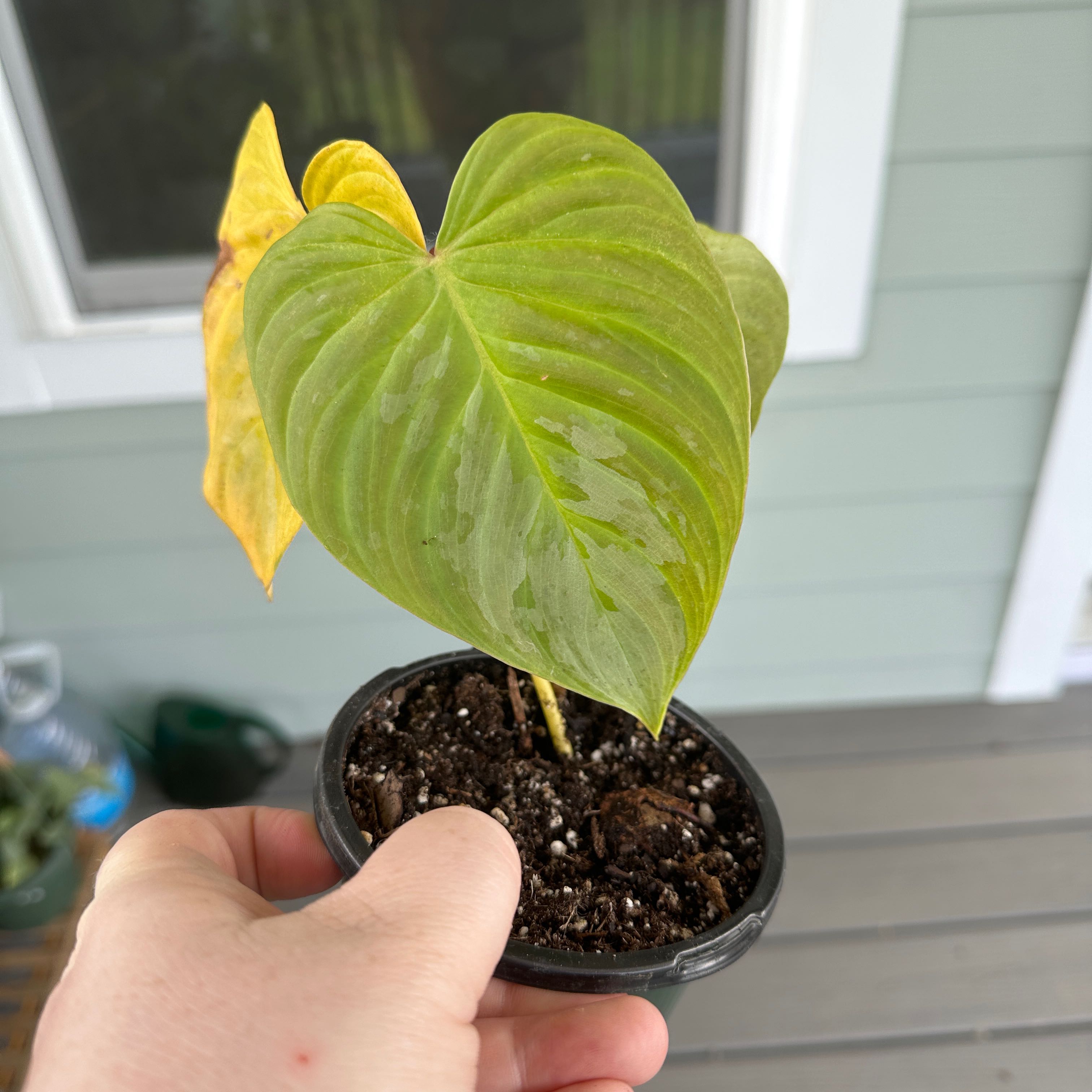 Philodendron 'Majestic' plant with visible yellowing leaf, held by a hand.