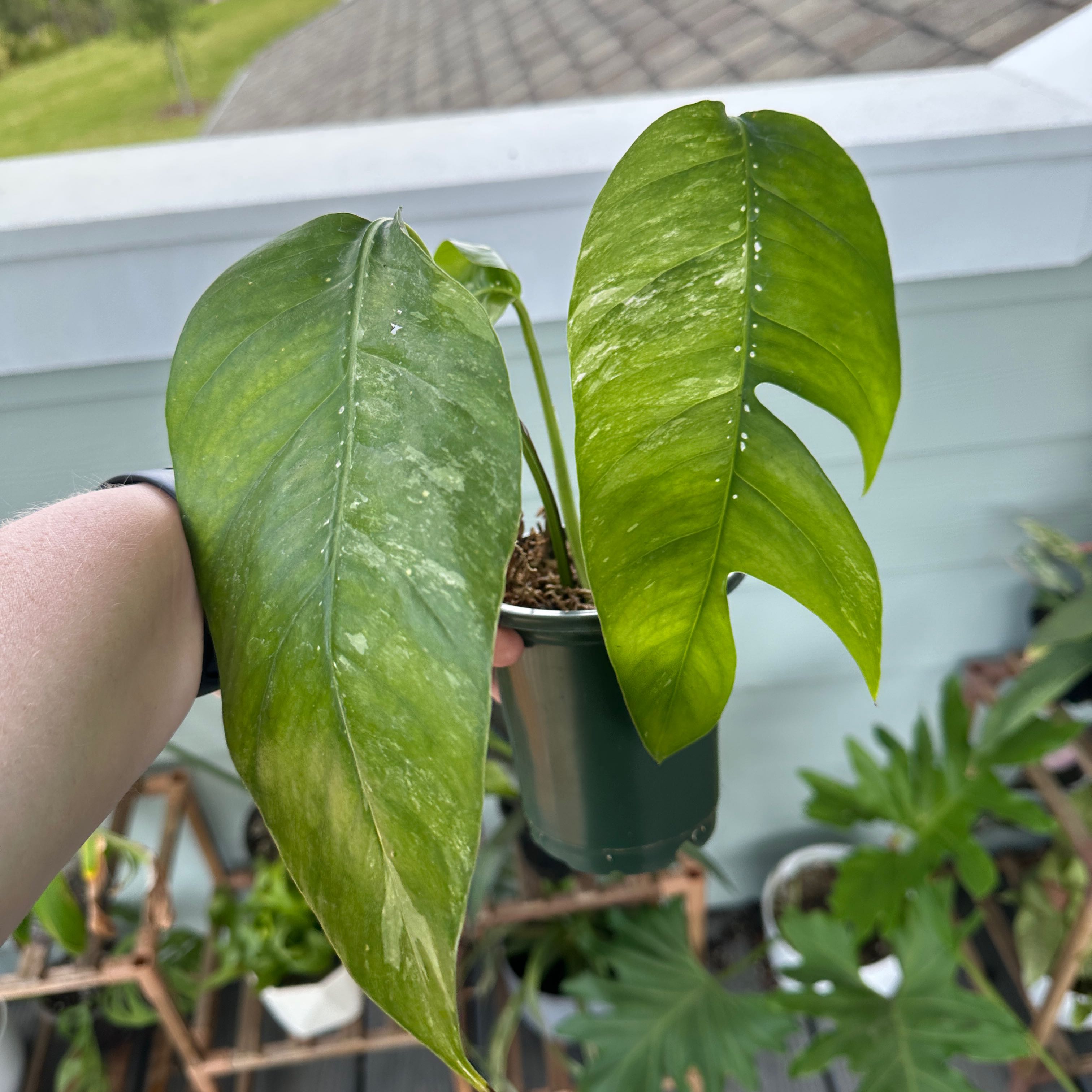 Albo Epipremnum Pinnatum plant with variegated leaves held by a hand, potted with visible soil.