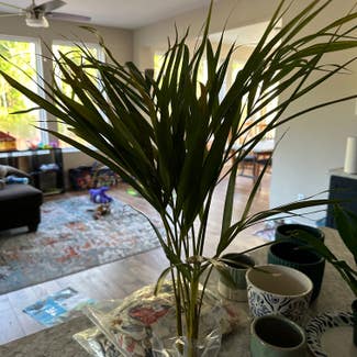 Kentia Palm plant in St. Augustine, Florida