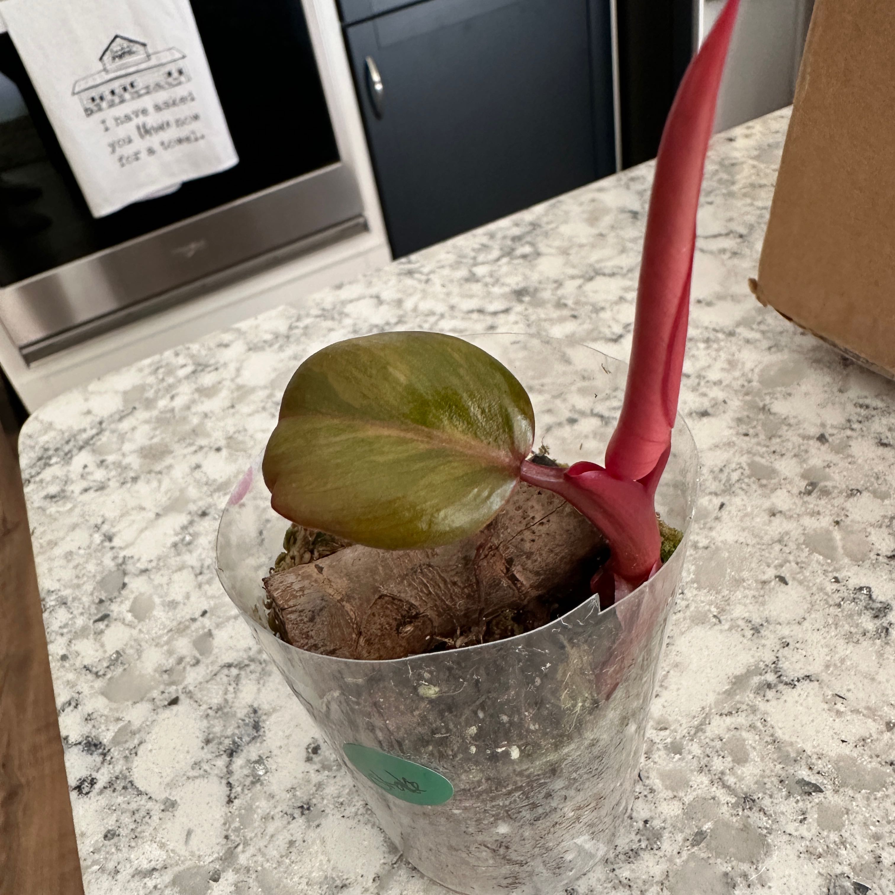 Young Strawberry Shake Philodendron in a transparent container on a countertop.