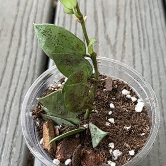 Hoya 'Eskimo' plant in St. Augustine, Florida