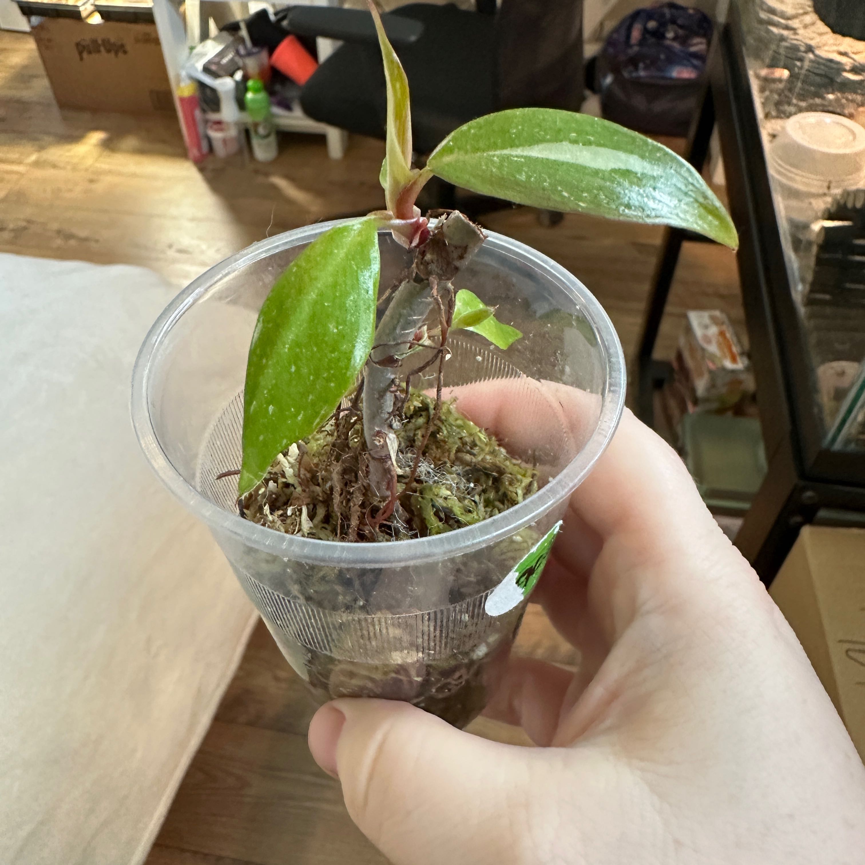 Philodendron Red Anderson plant in a clear plastic cup held by a hand.
