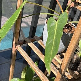 Photo of the plant species Philodendron bernardopazii by @JessDickie named Pax on Greg, the plant care app