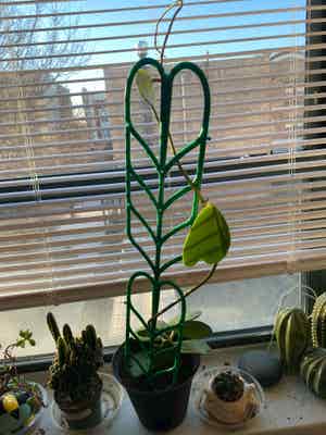 Sweetheart Hoya plant photo by @monstera_mash named hoyita on Greg, the plant care app.