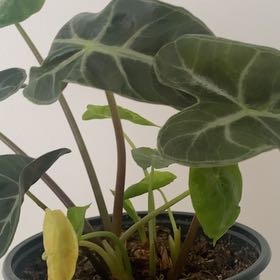 Photo of the plant species Alocasia 'Ebony' by @monstera_mash named Sonora on Greg, the plant care app