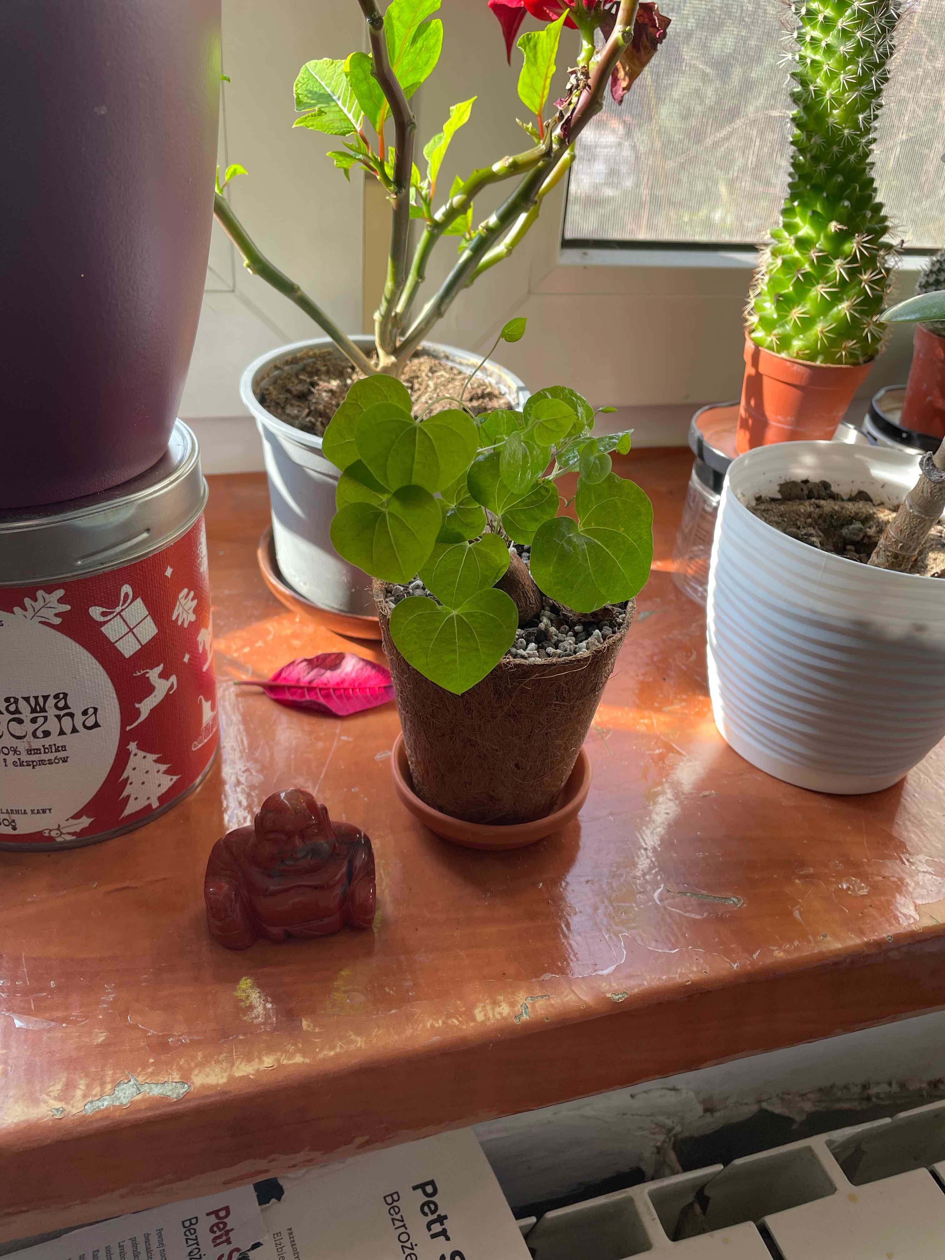 Potted Hottentot Bread plant with heart-shaped leaves on a windowsill, surrounded by other plants.