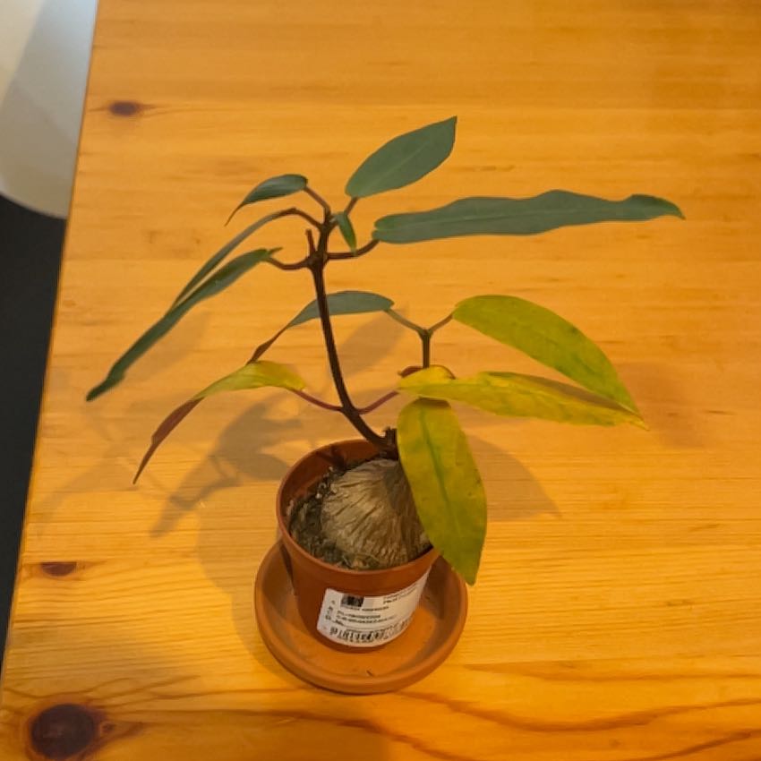 Photo of the plant species Petopentia Natalensis by @TotalMostii named Coco on Greg, the plant care app