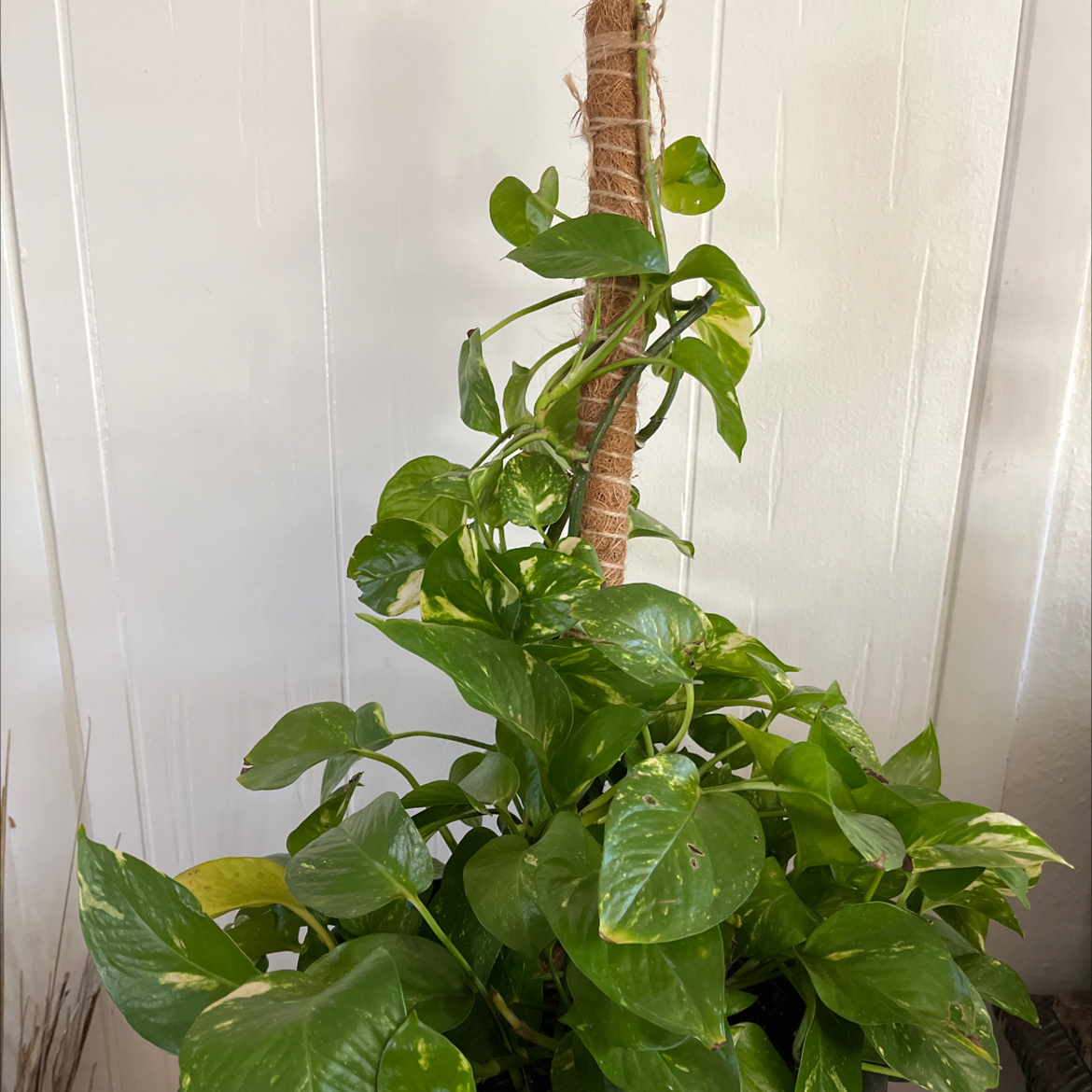 Taro Vine plant photo by @BusyCliantro named Khaleesi on Greg, the plant care app.