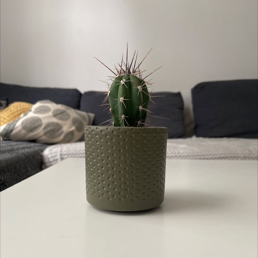 Scarlet Hedgehog Cactus in a textured pot on a table in a living room.