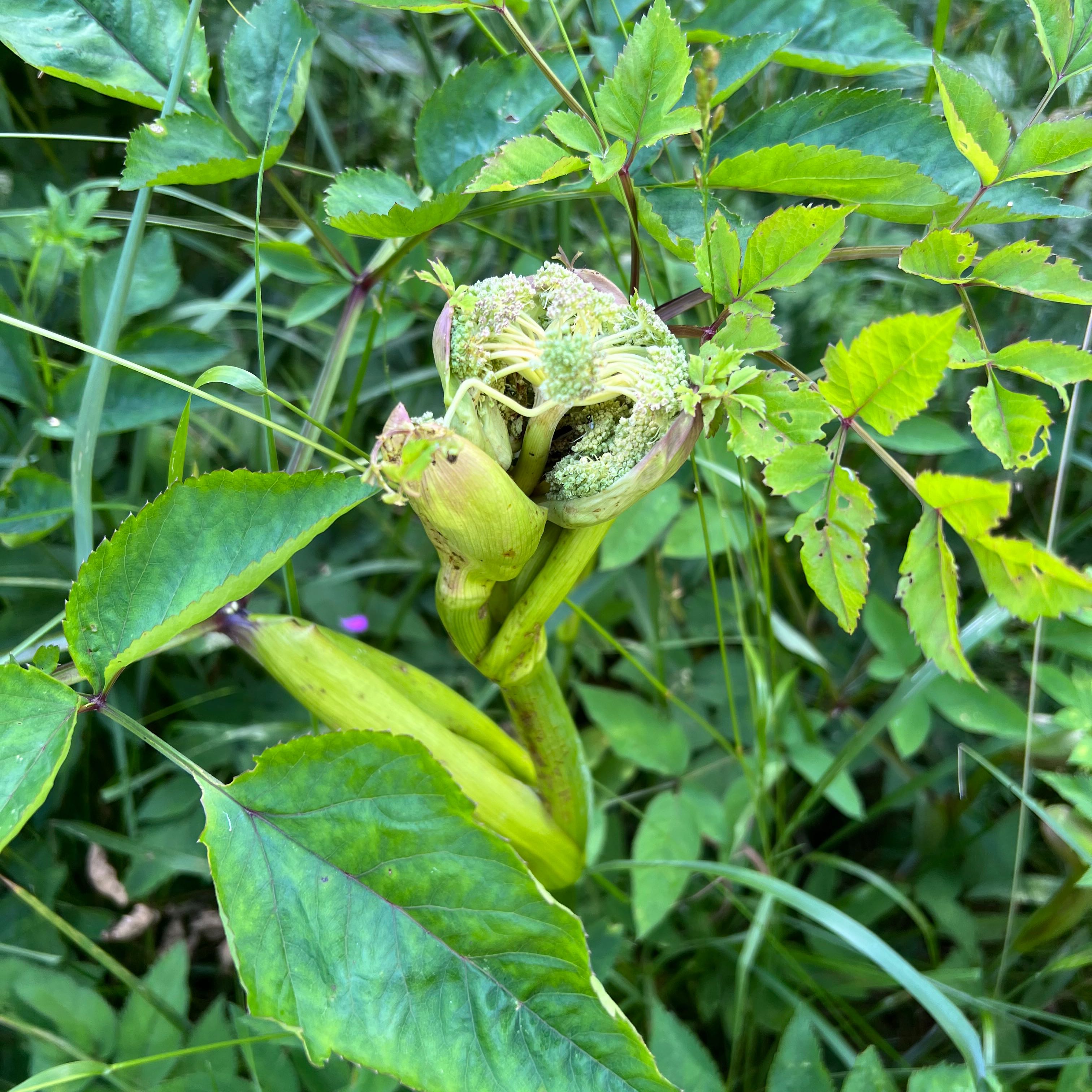 Plant care for Astrantia 'Burgundy Manor' on Greg, the plant care app
