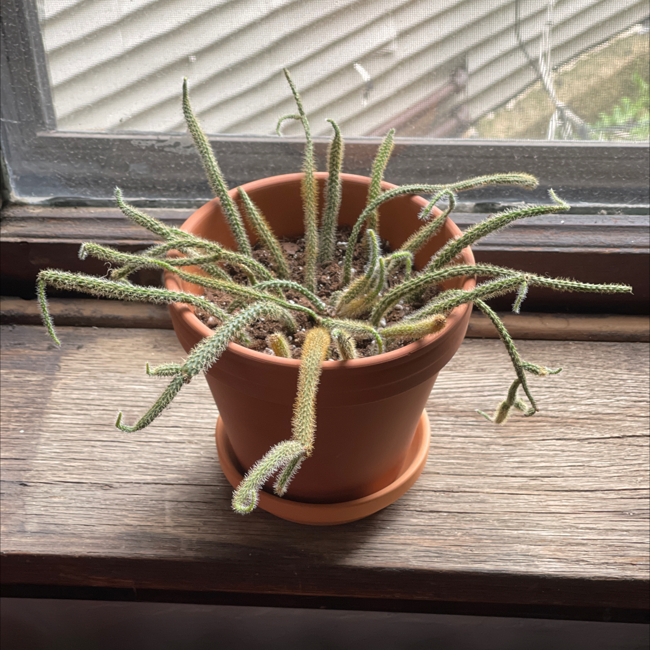 Rat Tail Cactus in a terracotta pot on a windowsill, showing signs of wilting or drying.