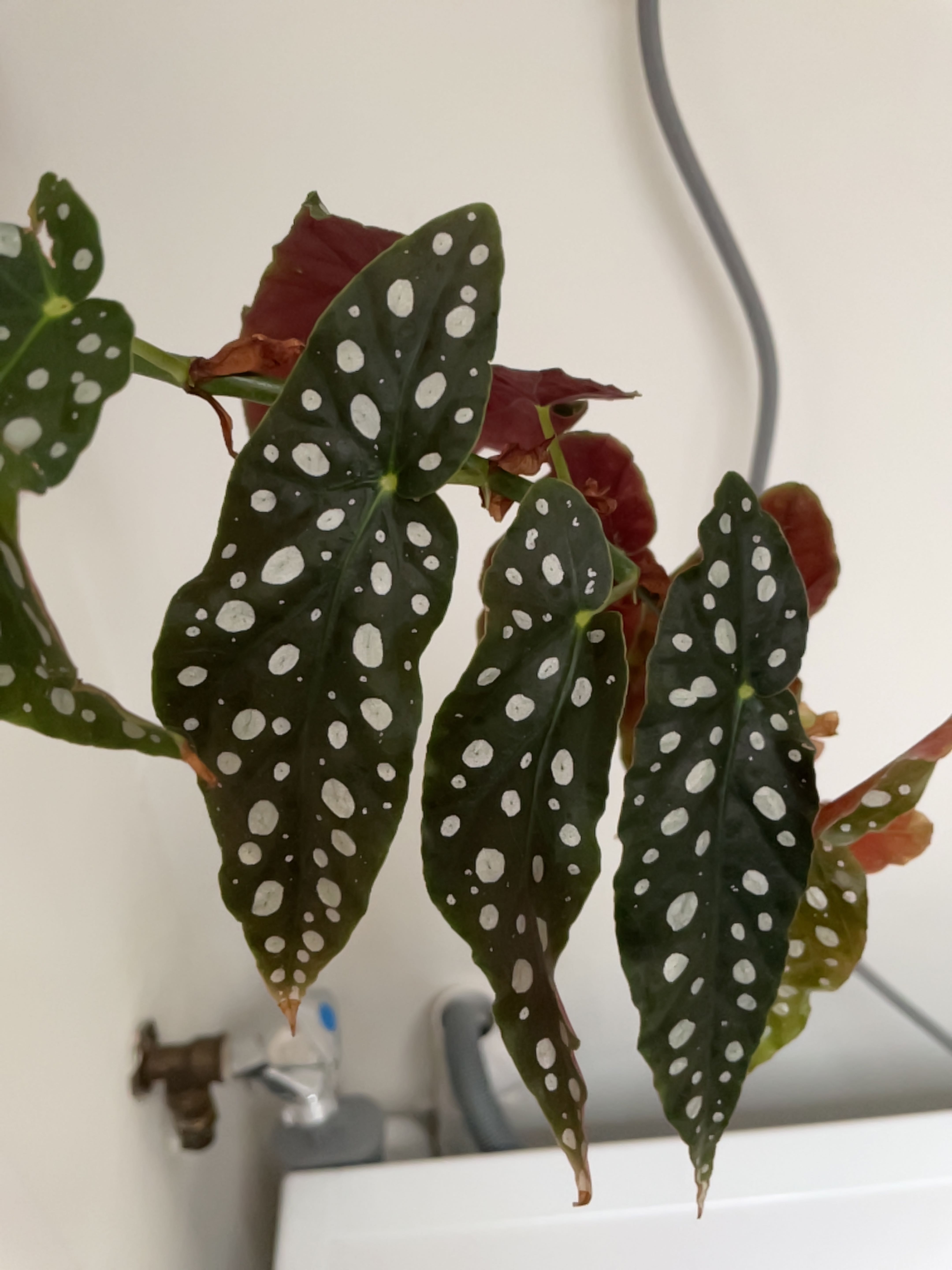 Polka Dot Begonia with white spots on dark green leaves, some browning visible.
