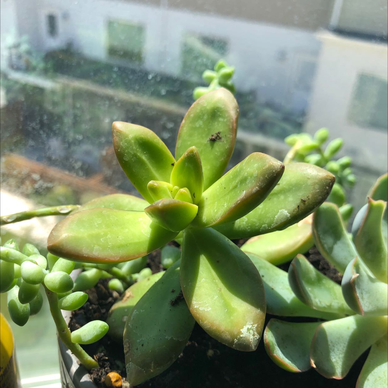Crassula cotyledonis plant with some browning leaves, potted near a window.