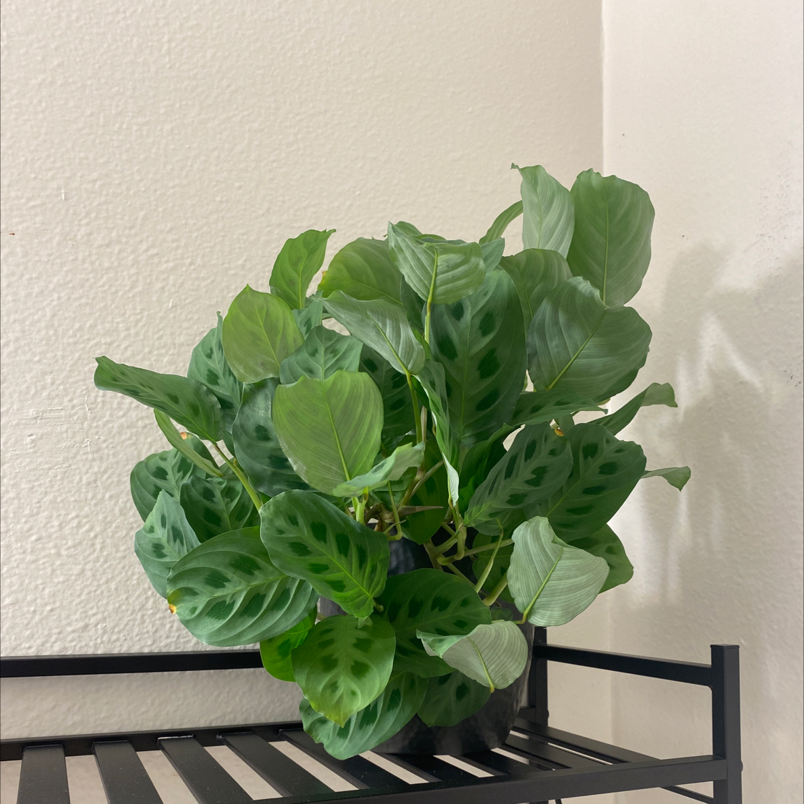 Healthy Prayer Plant with vibrant green leaves and dark spots on a black shelf.
