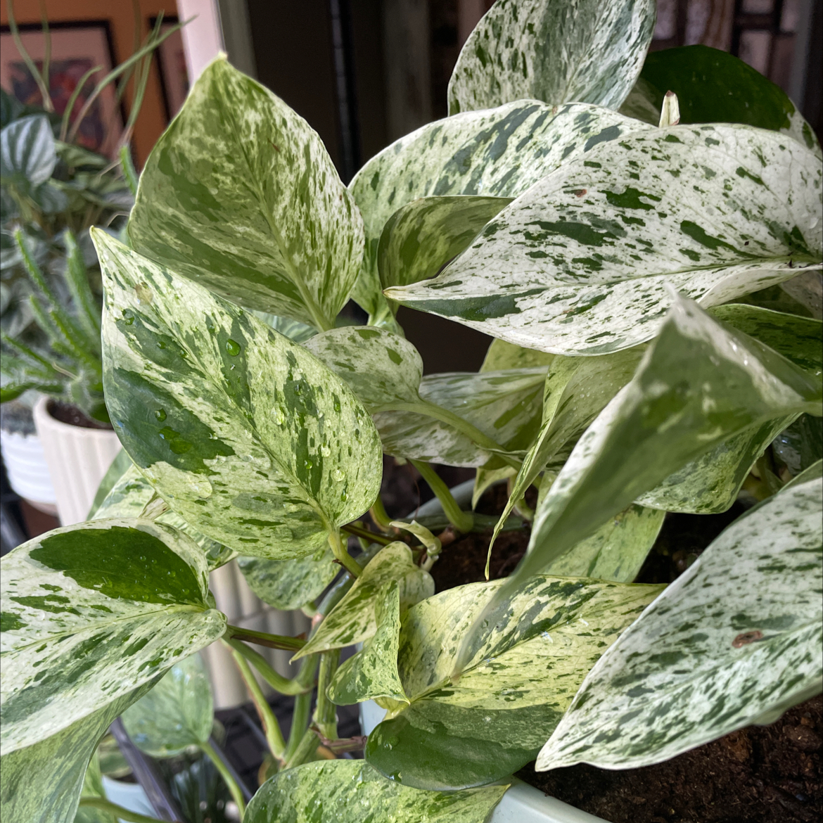 Taro Vine plant photo by @mitchellbaird named OG on Greg, the plant care app.