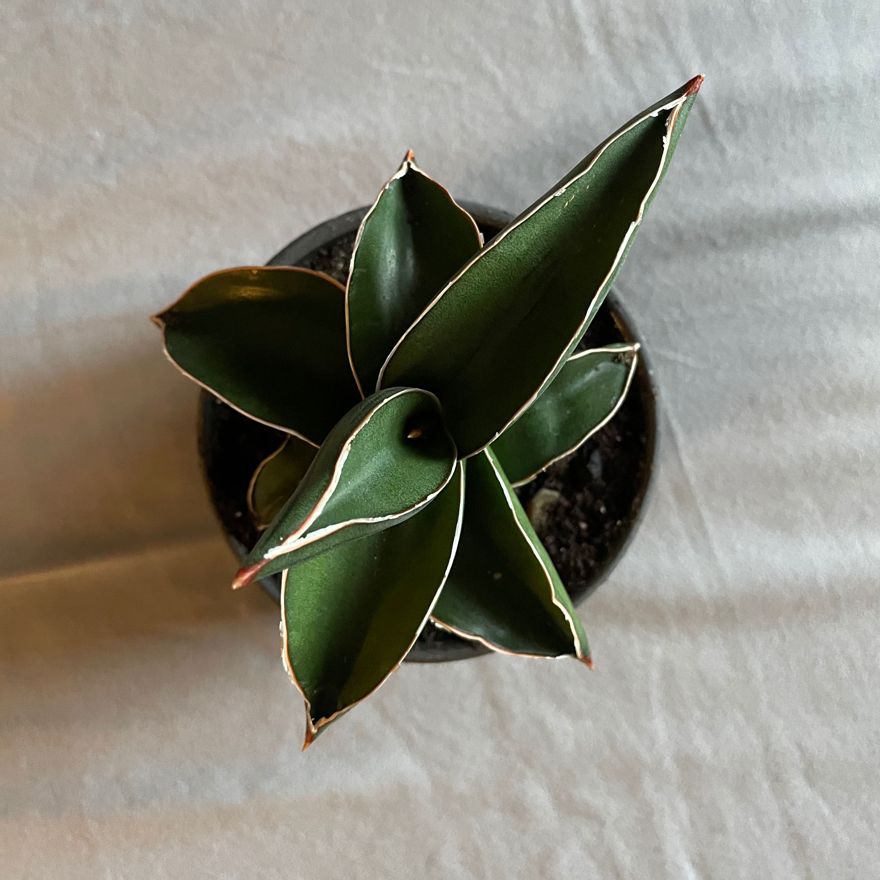 Top view of a healthy Blue Sansevieria plant in a pot with visible soil.