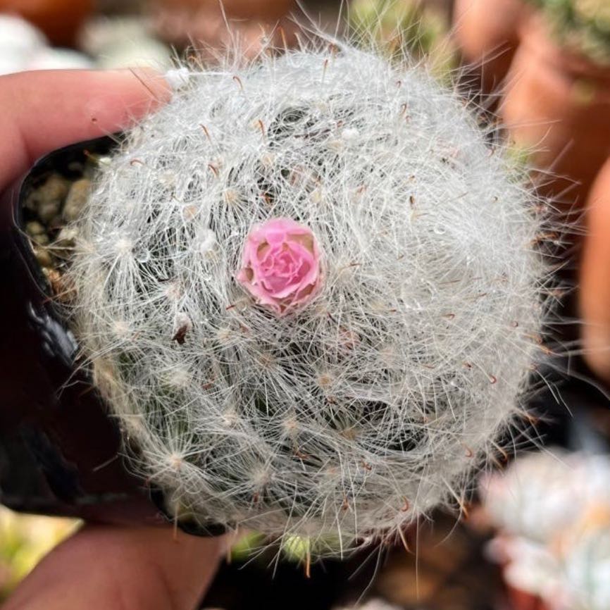 Mammilloydia cactus with a pink flower, held by a hand.