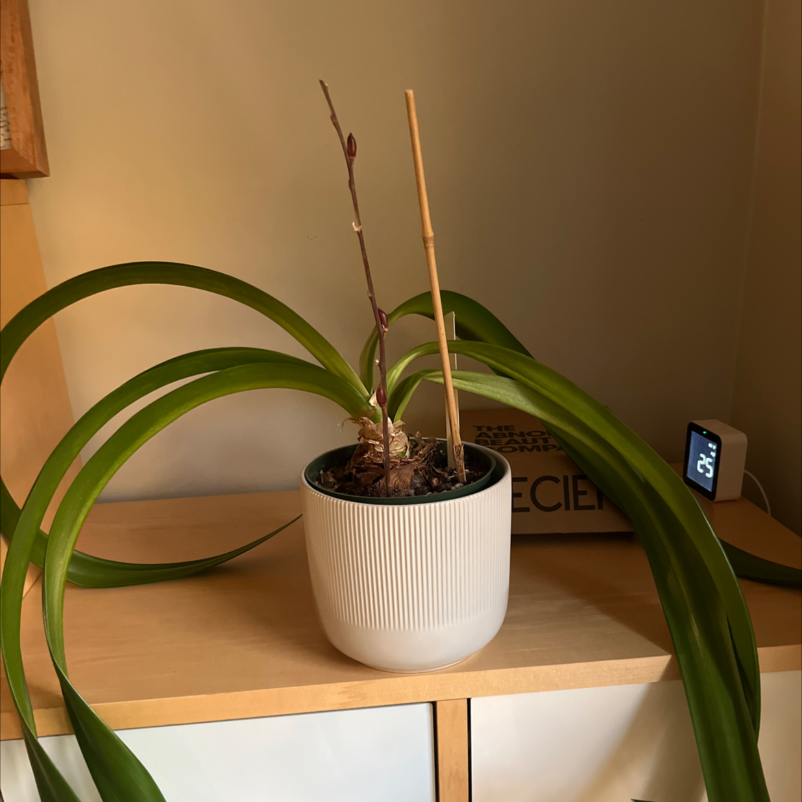 Potted Striped-Tubed Amaryllis with long green leaves and a central stem supported by a stick.