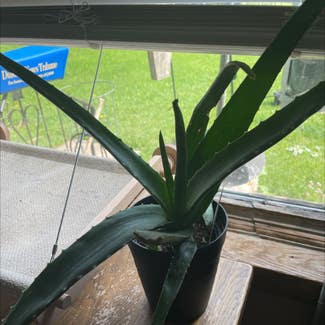 Aloe Vera plant in Hermantown, Minnesota