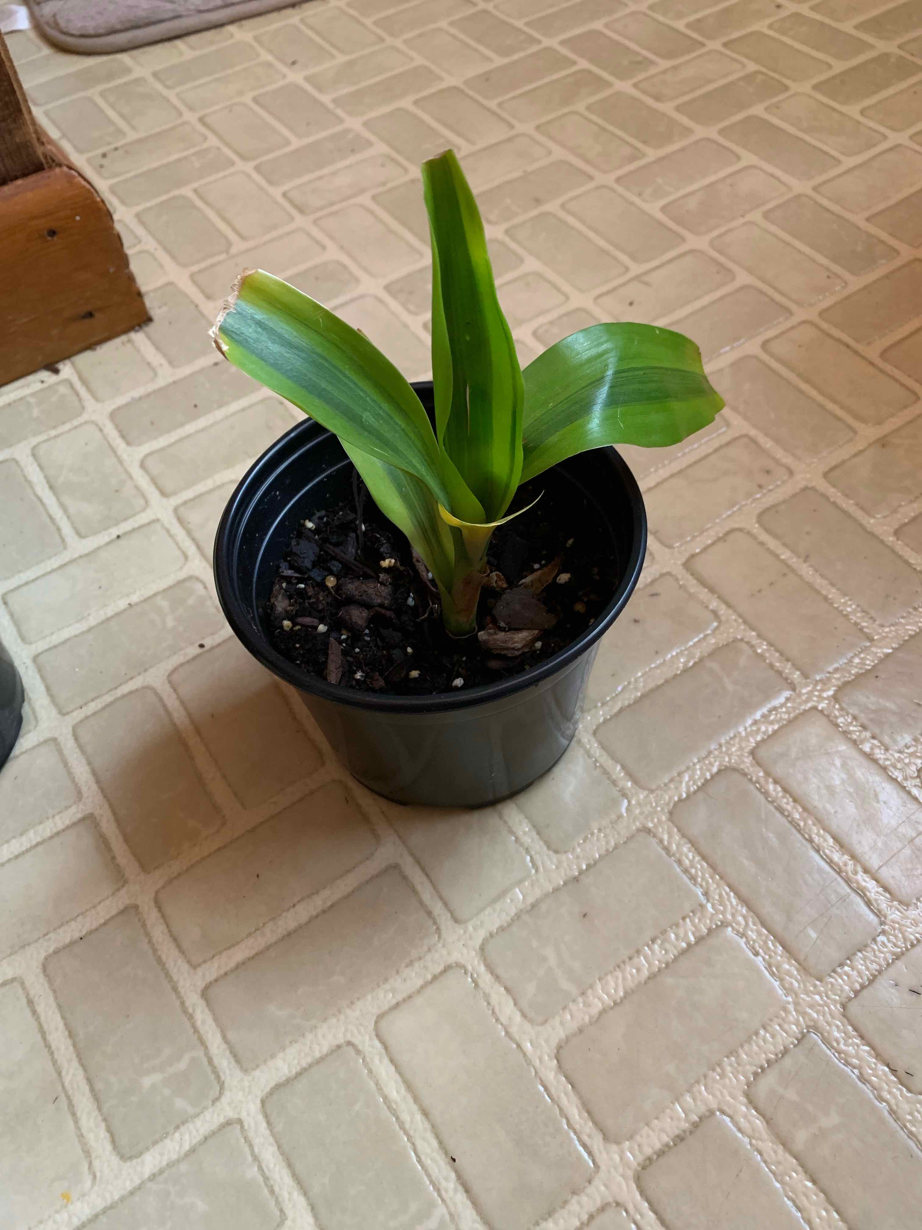 A Poisonbulb plant in a black pot with slight yellowing at the leaf tips, placed on a tiled floor.