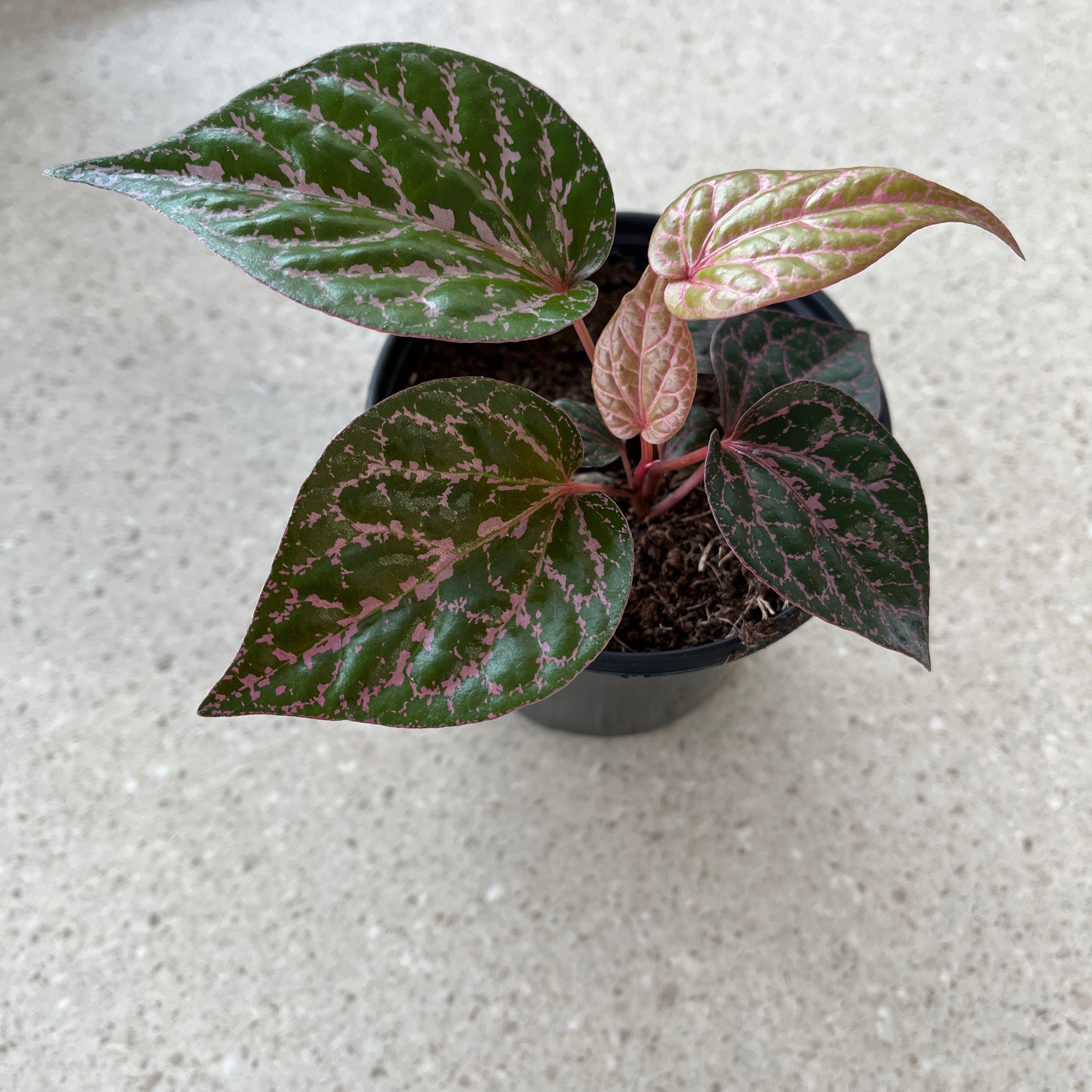 Red Betel plant in a small pot with green and pink variegated leaves.
