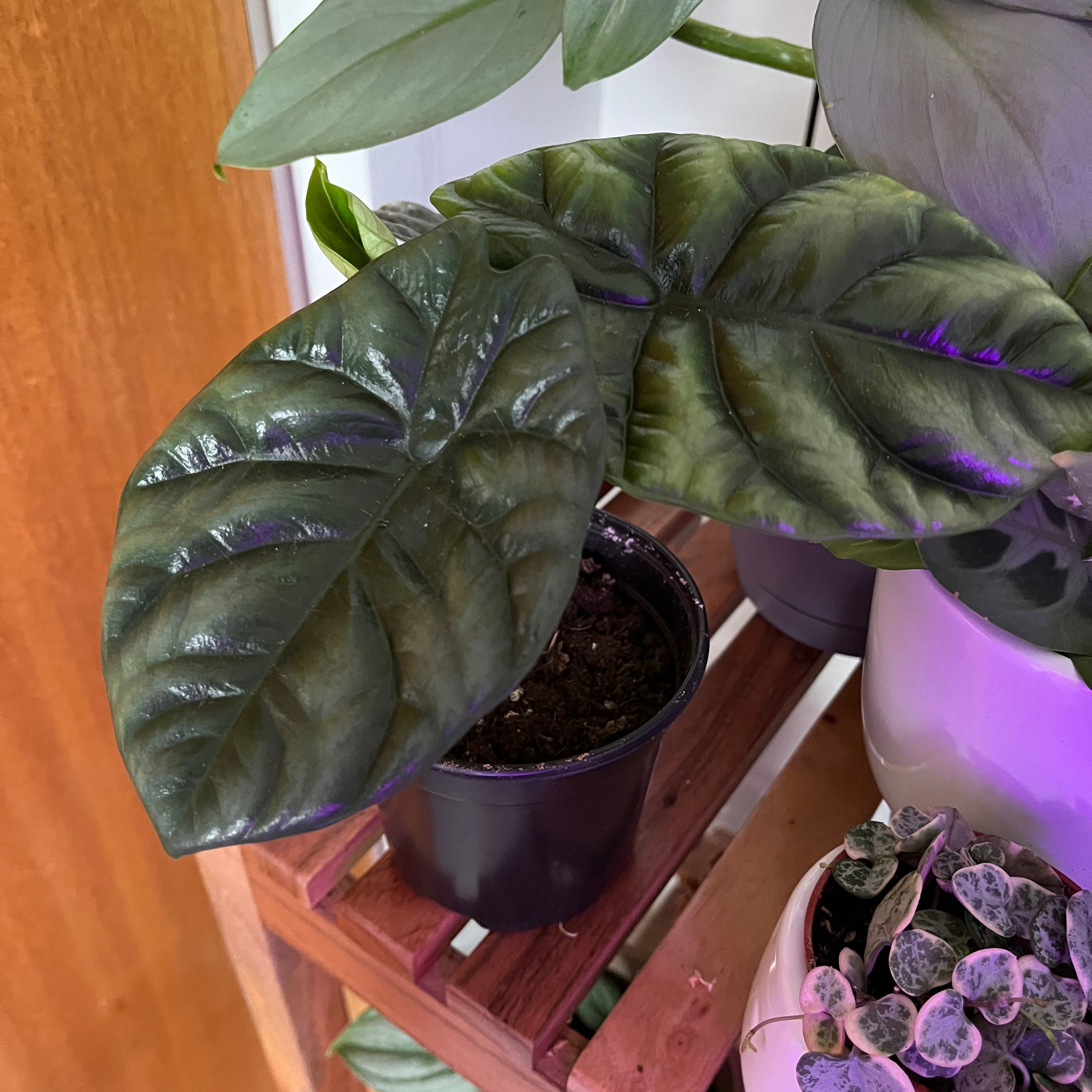 Jewel Alocasia plant with dark green, glossy leaves in a black pot on a wooden shelf.