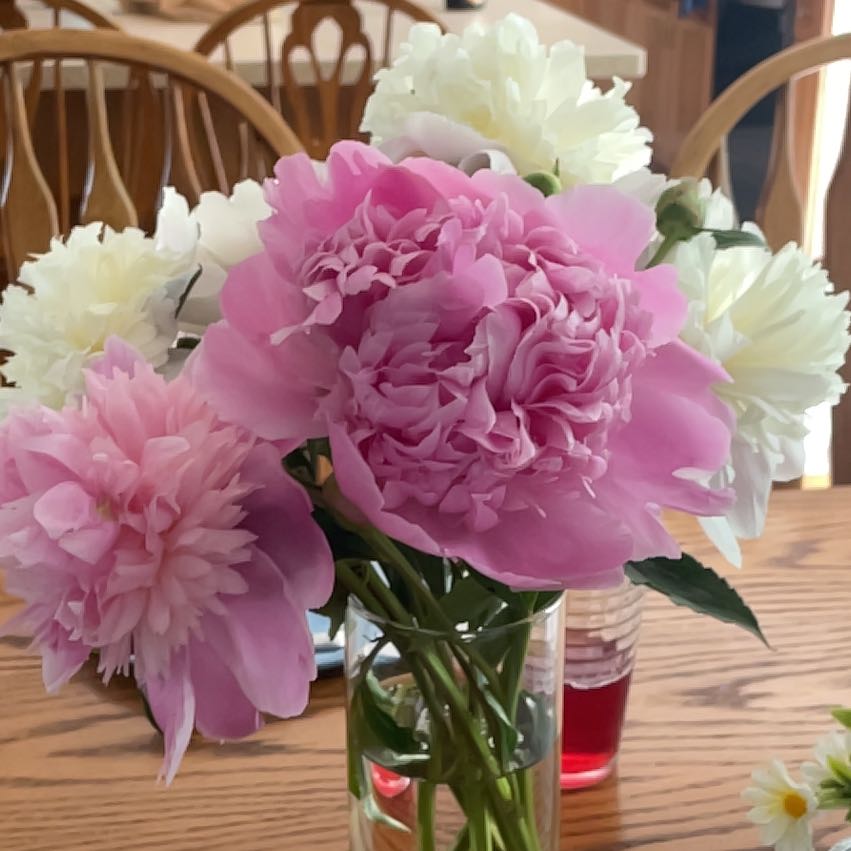 A bouquet of healthy Chinese Peony flowers in a vase, indoors.