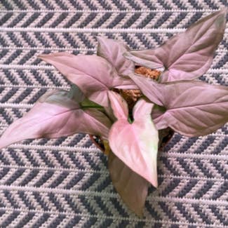 Pink Syngonium plant in Cambridge, Massachusetts