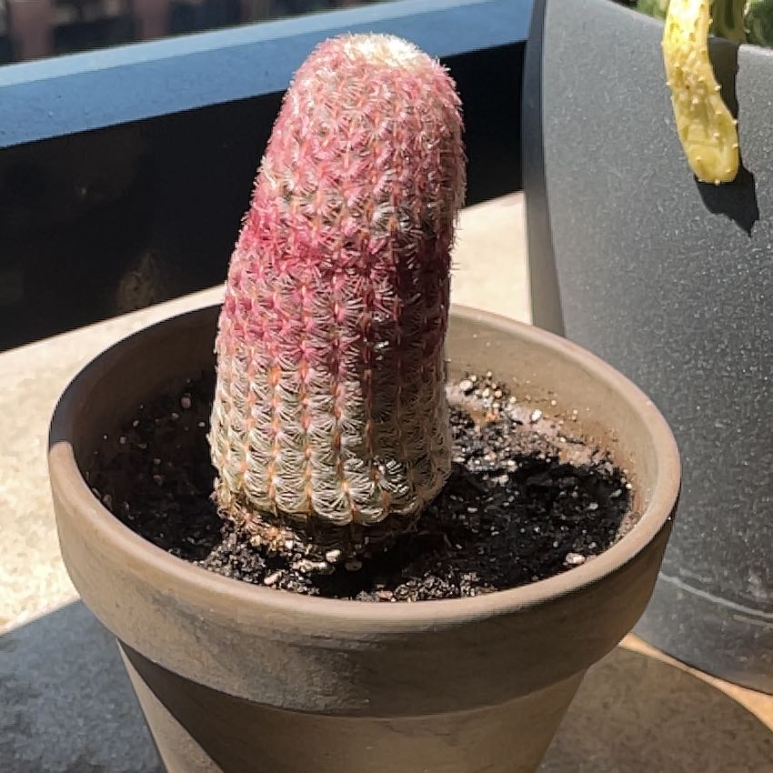 Arizona Rainbow Cactus in a pot with gradient coloration from white to pink.
