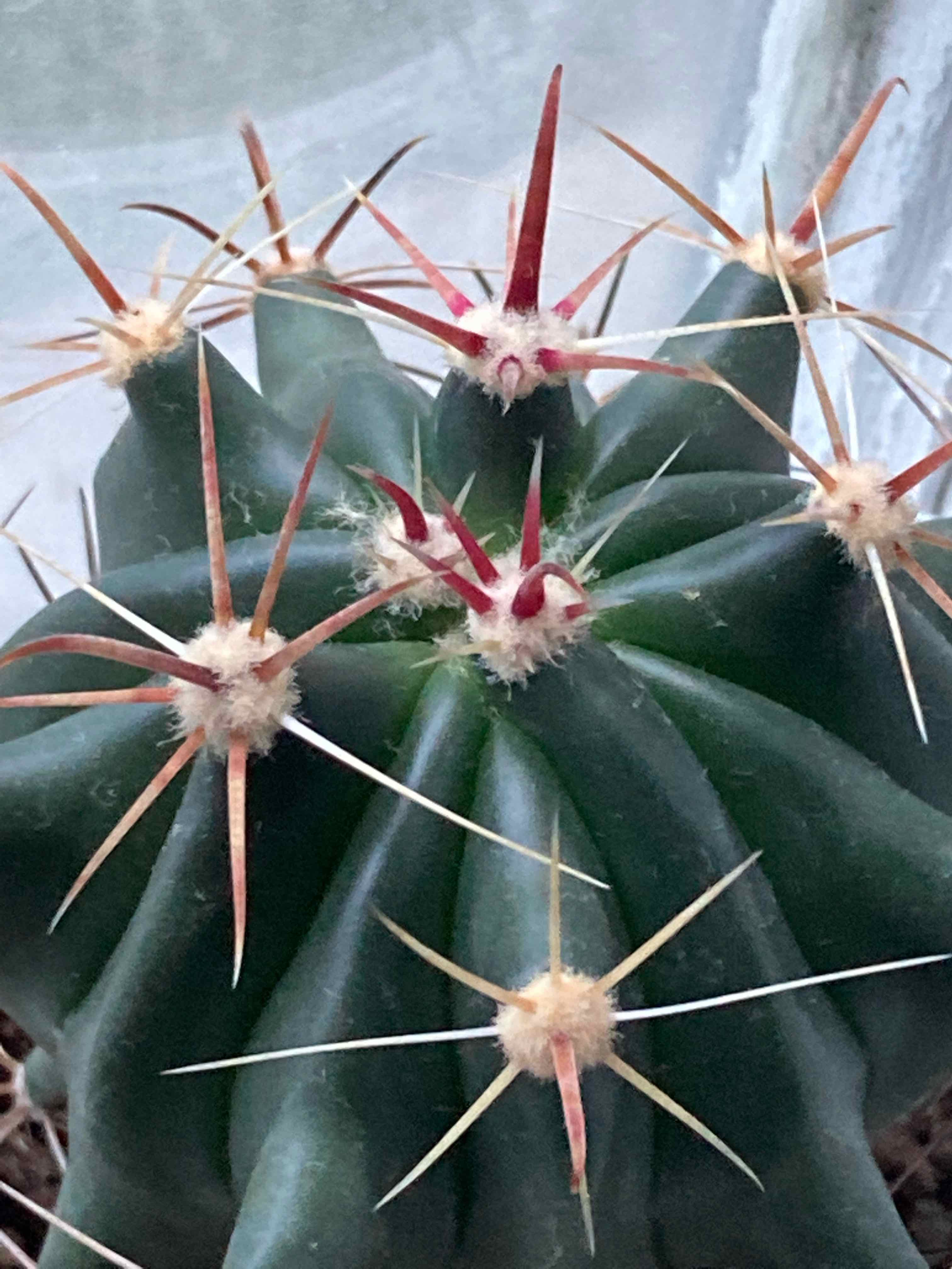 Healthy Emory's Barrel Cactus with prominent spines near a window.